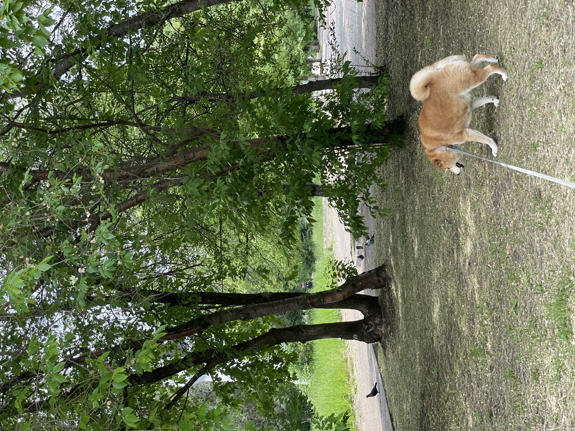 In the city of Zheleznogorsk, Russia, a shiba inu dog is walking on a leash in a park. The dog is light brown with a curled tail and appears to be wearing a collar. The dog is on the right side of the frame, facing left. The ground is covered in patchy grass and some fallen leaves. In the background, there are several large trees with lush green foliage. A paved path runs horizontally through the middle ground of the image, with a single black pigeon walking on it near the left edge. Further down the path, in the background, a person in dark clothing is visible, and a few pigeons are gathered. The park appears to be well-maintained, with a clear sky peeking through the tree canopy.