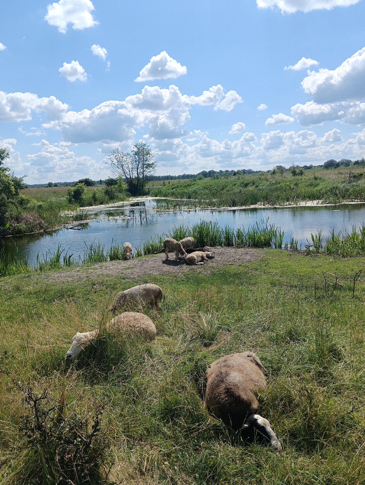 This is a high-angle, eye-level outdoor shot of a rural landscape with a body of water and sheep. In the foreground, three sheep are visible in a grassy field. One sheep is lying down facing left, its head hidden in the grass. Another sheep is also lying down, facing right, with its head and legs visible. A third sheep is standing and grazing. In the middle ground, a group of four sheep are gathered near the edge of a calm body of water. One sheep is drinking from the water, while the others are standing or lying down. The body of water is surrounded by tall green reeds and grass, and in the background, a line of trees and a cloudy blue sky can be seen. The overall scene is peaceful and pastoral.