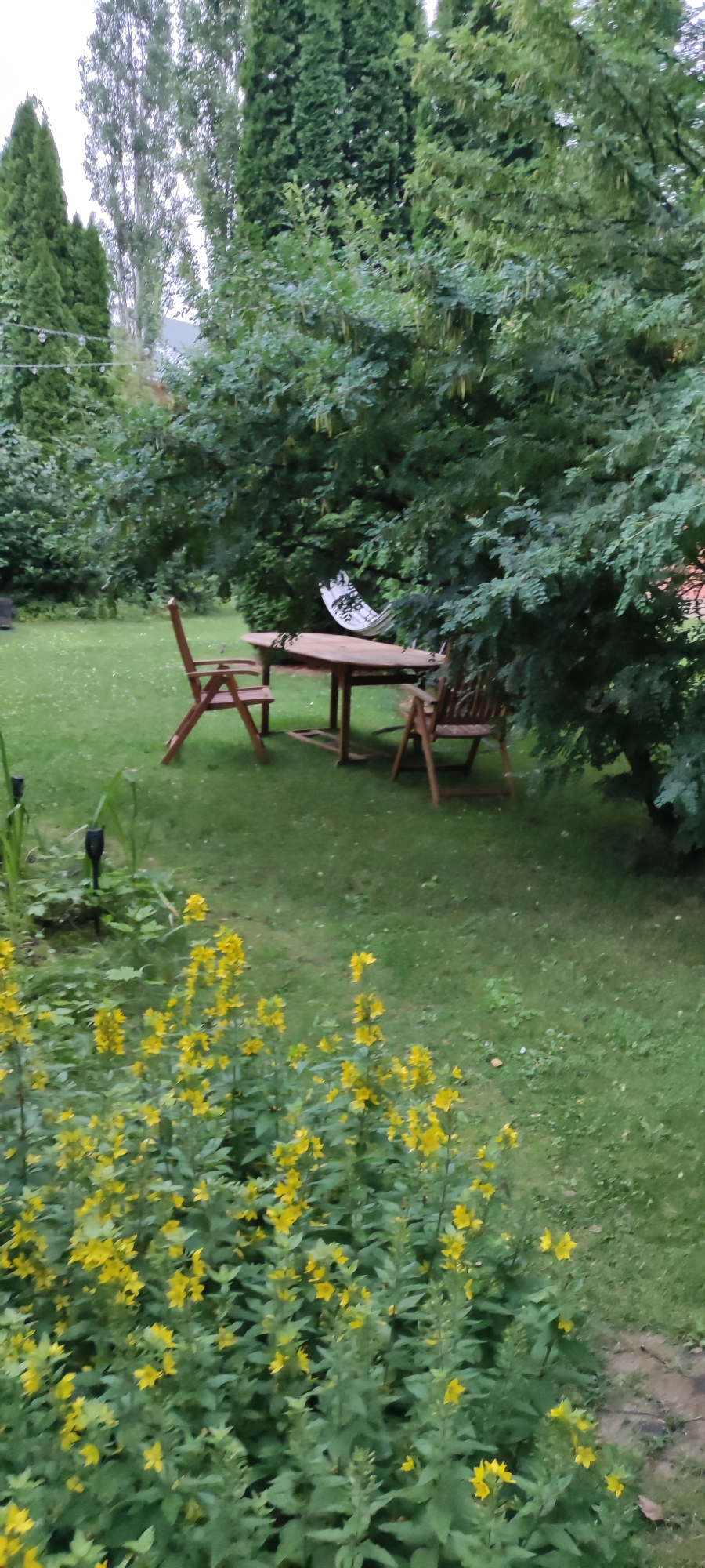 The image depicts a tranquil garden scene in Rosinka, Russia, featuring a wooden table and chairs set on a lush green lawn, nestled amongst mature trees. In the foreground, a cluster of vibrant yellow flowers adds a splash of color to the otherwise verdant landscape. A white hammock, stretched between two unseen anchor points, hangs suspended in the background, suggesting a space designed for relaxation and outdoor leisure. The overall ambiance is one of peaceful seclusion, with the dense foliage creating a natural canopy. The lighting suggests it is either early morning or late evening.