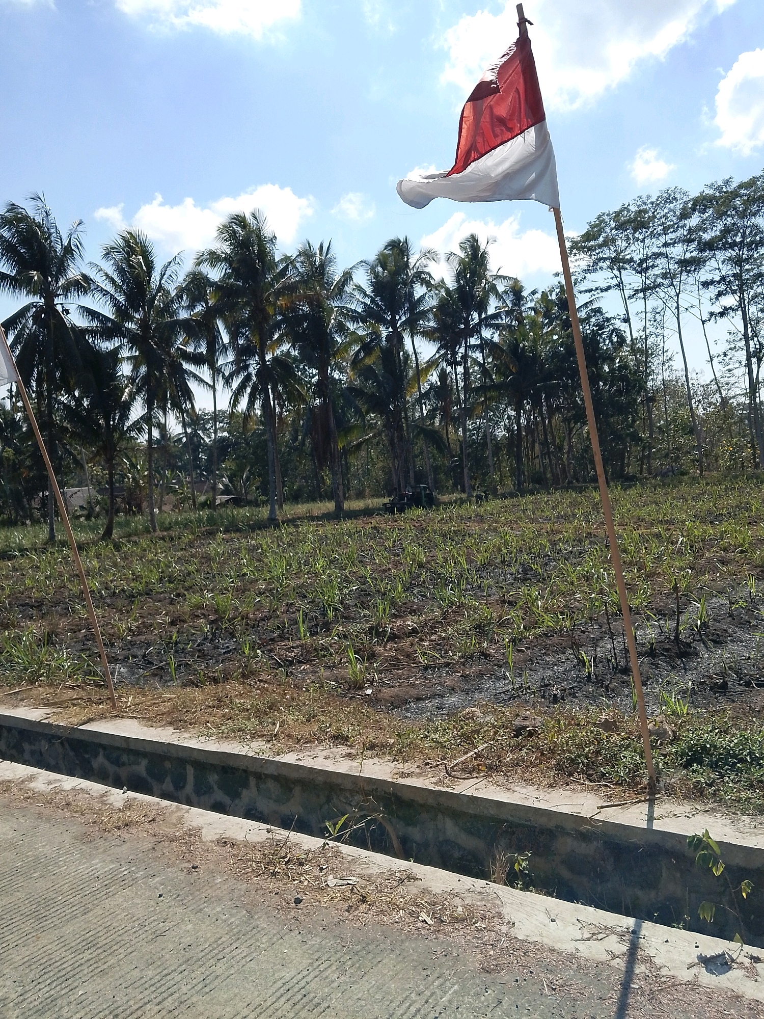 A red and white Indonesian flag flies prominently in the foreground of an outdoor scene, positioned on the right side of the image. The flag is attached to a wooden pole, which extends vertically from the bottom of the frame upwards, with the flag itself draped and angled towards the left. Behind the flag, a field of young green plants with some dry, dark soil is visible, suggesting a recently harvested or planted agricultural area. Coconut trees and other tall, slender trees form a dense backdrop, with some of these trees appearing to be in a line, possibly marking a property boundary or a forest edge. The sky above is a bright blue with scattered white clouds, indicating a clear day. A concrete structure, possibly a drainage ditch, runs horizontally across the lower part of the image, bordering a paved area on the left, which appears to be a road or pathway. The overall environment suggests a rural setting in Karangsari, Indonesia.