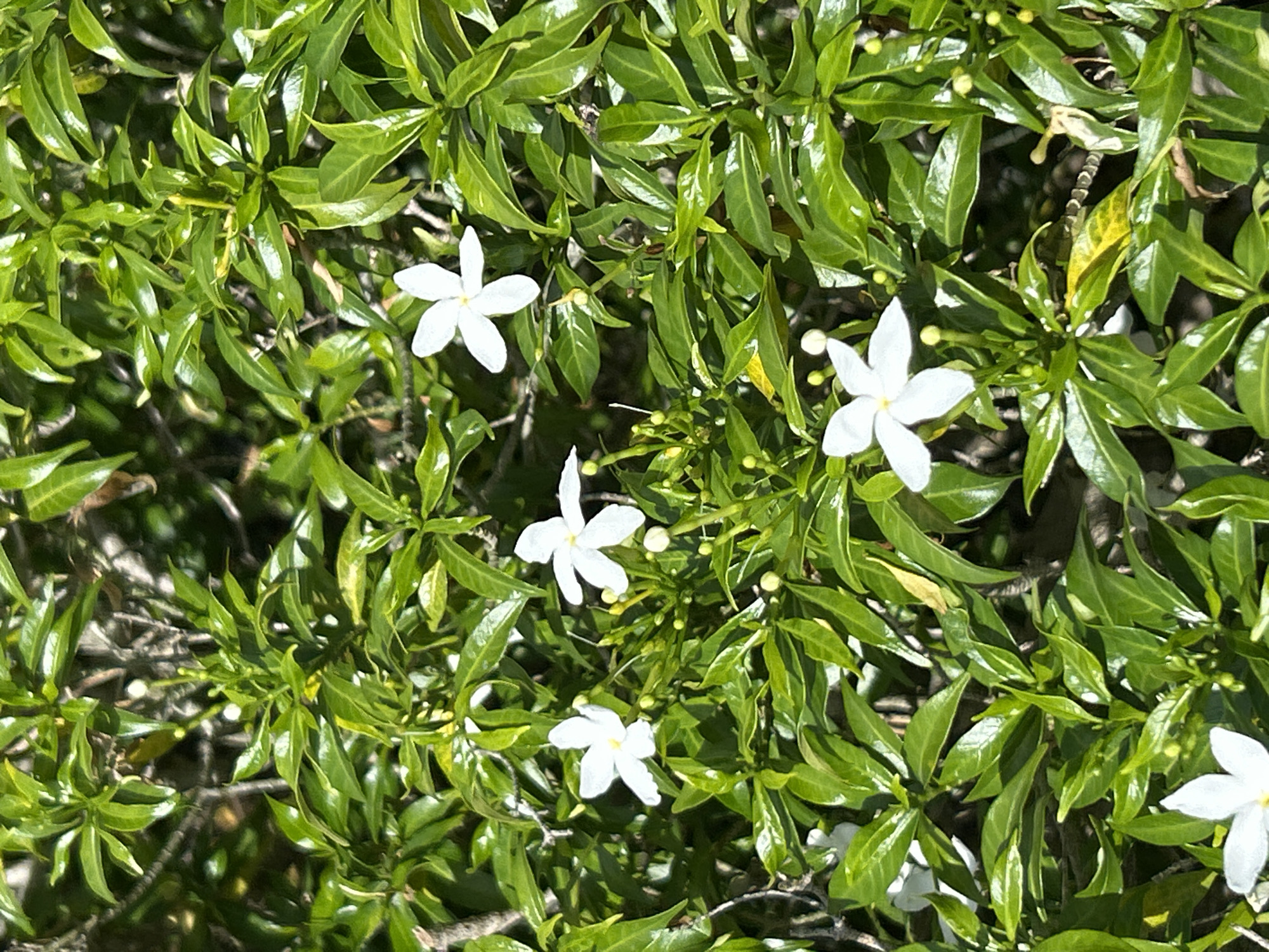 The image is a close-up, vertical shot of a dense green bush with several small, white, star-shaped flowers. The leaves are lush and glossy, indicating a healthy plant, likely in a tropical climate. The lighting suggests it is daytime, with sunlight creating bright highlights on the leaves and flowers. There are also several small, green buds visible among the leaves, indicating that the bush is in bloom or about to bloom. The background is blurred, showing more foliage and possibly some shadows, suggesting the bush is outdoors. The setting appears to be a garden or natural area within the city of Wichit, Thailand, given the vegetation and implied climate. No people or animals are visible in the frame. The overall scene is one of natural beauty and vibrant plant life.