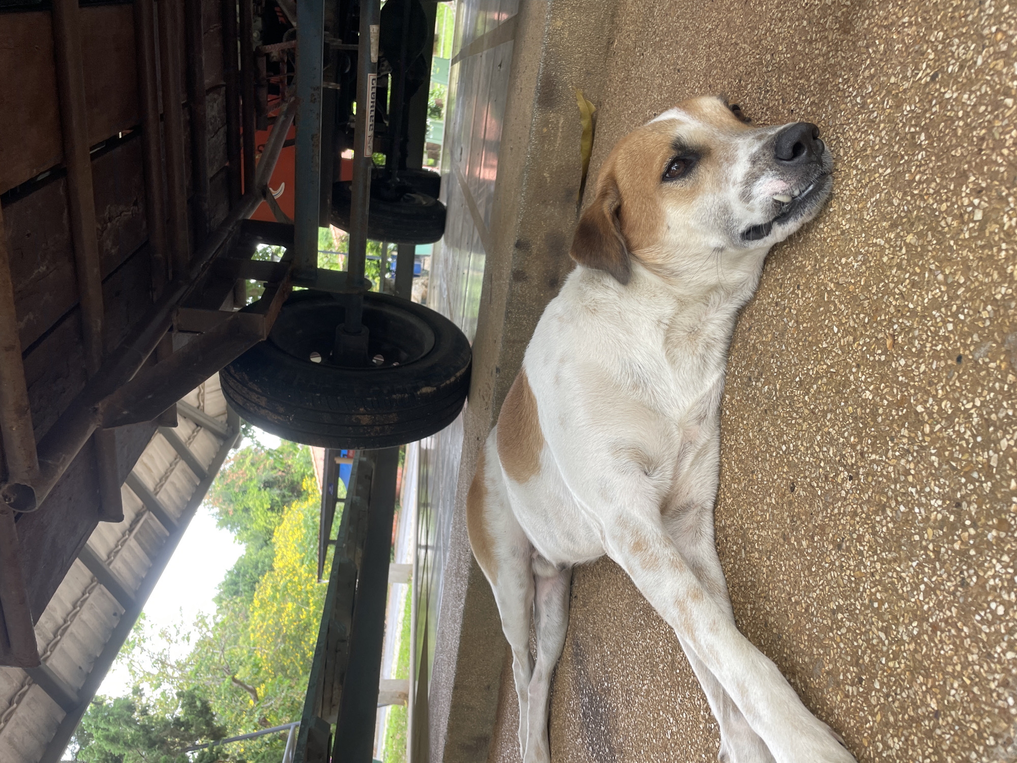 A medium-sized dog with white and tan fur lies on its side on a speckled brown ground surface, appearing to be asleep or resting. The dog is positioned beneath a wooden and metal trailer, the underside of which is visible above the animal. The trailer has at least two wheels visible. The environment suggests an outdoor setting, with trees and greenery visible in the background. The ground is a walkway or patio area, with distinct lines visible. The scene is likely in Na Chom Thian, Thailand.