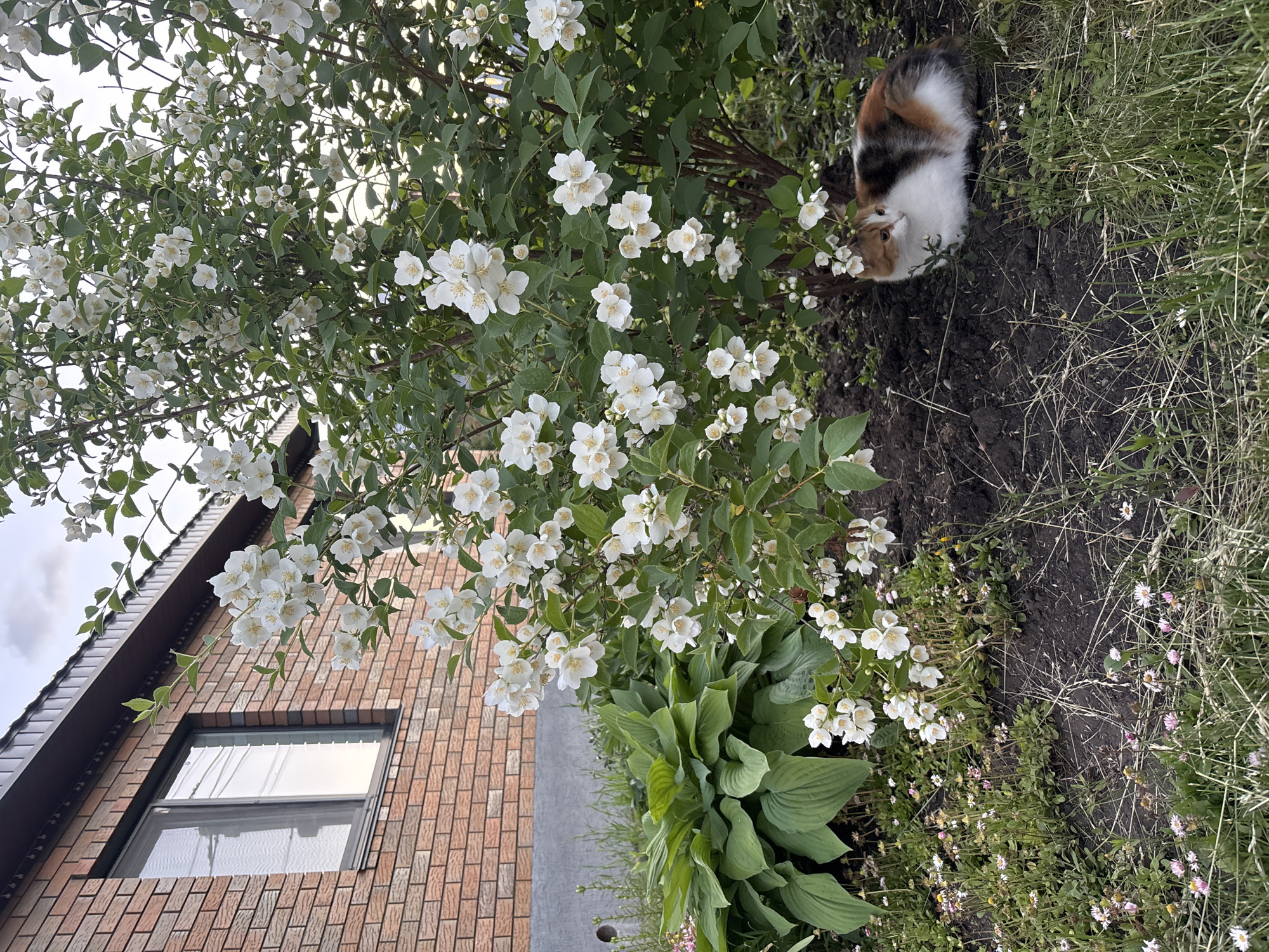 A calico cat, predominantly white with patches of black and orange, is sniffing at a bush of white jasmine flowers. The cat is positioned in the center-right of the frame, partially obscured by the foliage. The jasmine bush is in full bloom, with numerous small, white, star-shaped flowers and green leaves. To the left of the jasmine bush, part of a brick building is visible. The building has a dark brown roof and a window with a light-colored frame. The ground around the cat and the bush is dark soil with some dry grass and small wildflowers. The scene appears to be outdoors, likely in a garden or yard, given the presence of the plant life and the residential building. The lighting suggests it is daytime, possibly overcast due to the soft light and white sky. The overall mood is peaceful and natural, with the cat interacting with its surroundings. No visible text is present in the image.