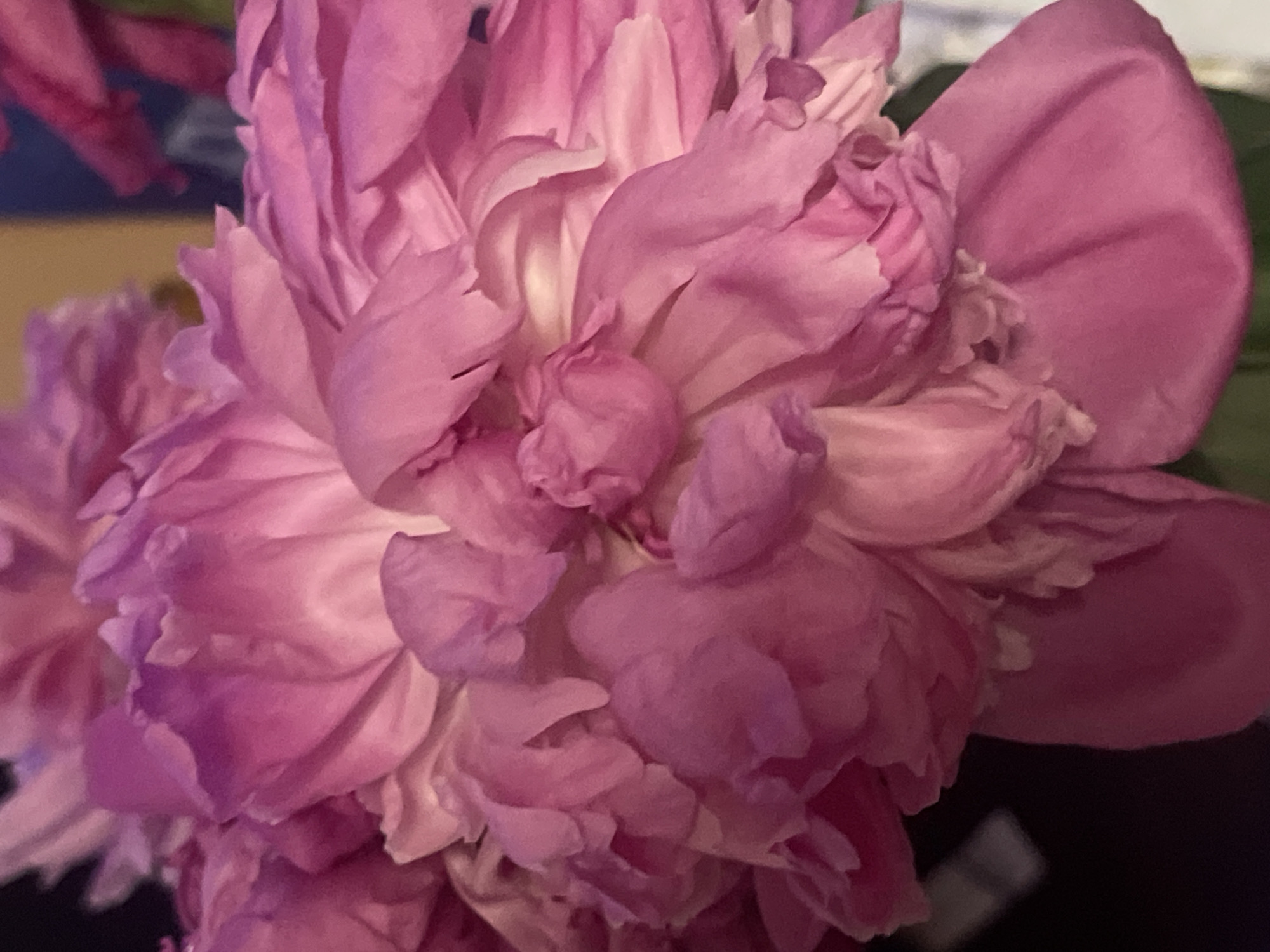 The image shows a close-up of a vibrant pink peony flower. The petals are layered and soft, with a gradient of color ranging from deep fuchsia to lighter shades of pink and white in the center. Some petals have slightly ruffled edges, and the texture of the flower is rich and voluminous. The background is dark and out of focus, with hints of other flowers or foliage in shades of pink and green, suggesting a floral arrangement or garden setting. There are no people, specific landmarks, or discernible elements that would allow for identification of a location within Minsk, Belarus, or any other city. The image is purely a photographic study of the flower itself.