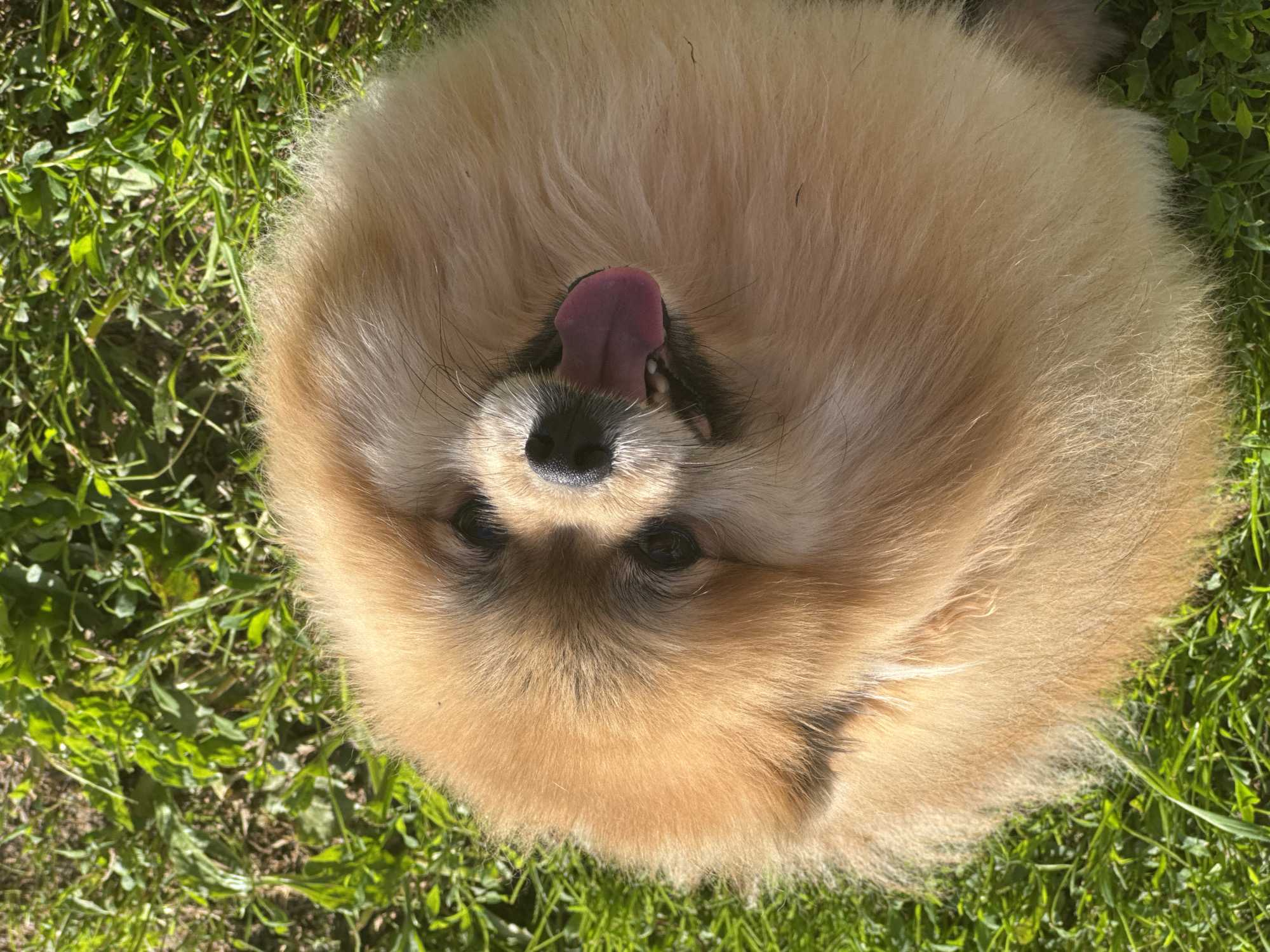 A close-up, overhead shot shows a Pomeranian dog lying on green grass. The dog is light brown and fluffy, with its mouth open and tongue sticking out. Its eyes are dark and looking upwards. The grass is green and appears to be well-lit by sunlight, with some blades casting shadows. The image does not provide any information about the location in the city of Rusalevka, Russia.