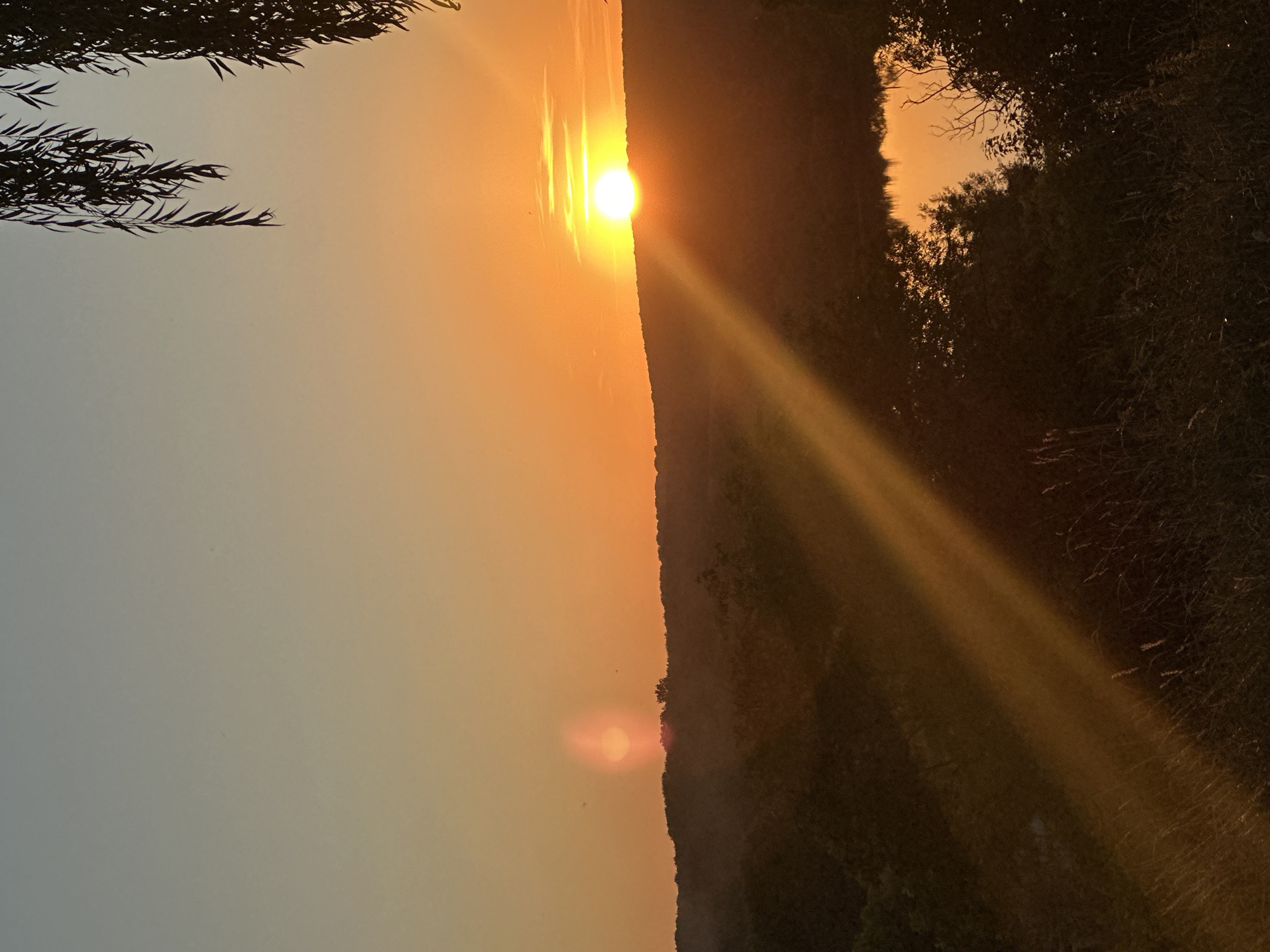 This image depicts a sunset over a rural landscape, likely in Makiv, Ukraine. The sun is a bright orb on the horizon, casting a warm orange glow across the sky and illuminating a swath of light that streaks diagonally across the scene. A silhouette of trees and rolling hills forms the middle ground, with a body of water visible in the lower right quadrant, reflecting the sunset's colors. In the foreground, tall grasses and other vegetation are silhouetted against the light. The upper right corner of the image features the dark, drooping branches of a tree, possibly a willow, obscuring a portion of the sky. The overall atmosphere is serene and natural.
