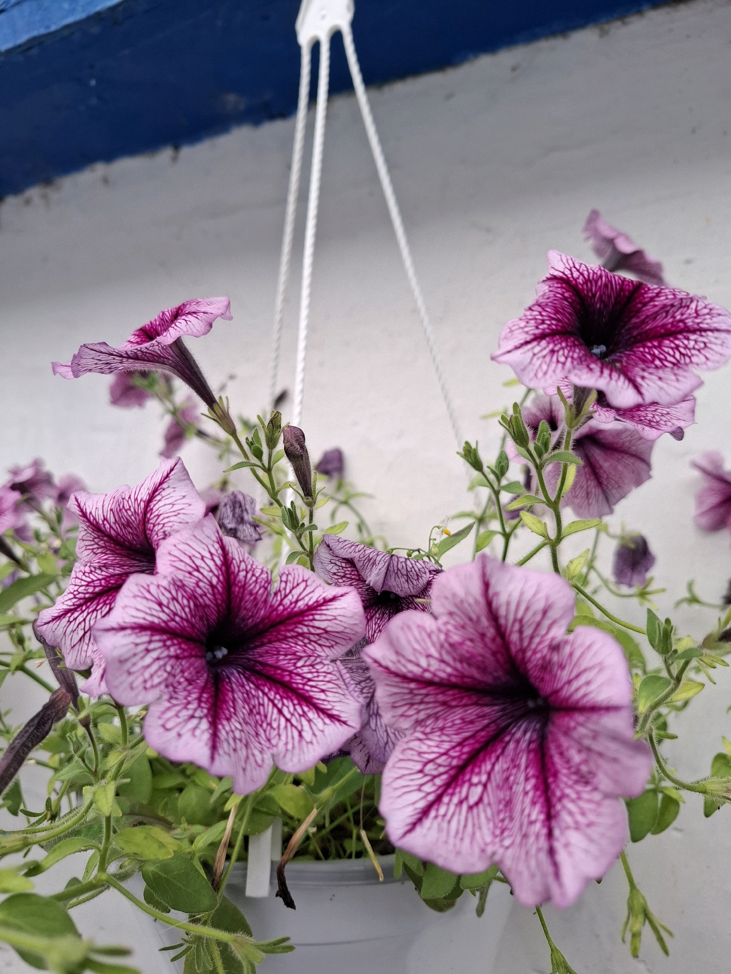 A close-up, low-angle shot captures a cluster of vibrant pink petunias in a hanging planter. The flowers, with their intricate dark magenta veins, are in various stages of bloom, with some fully open and others still budding. Green leaves and thin stems intertwine with the blossoms. The planter, a light gray pot, is partially visible at the bottom. In the background, a white wall and a bright blue ledge create a backdrop. The scene is outdoors, likely in a garden or on a balcony, and is presented without any indication of a specific location within Tyumen, Russia. There are no people or actions depicted.
