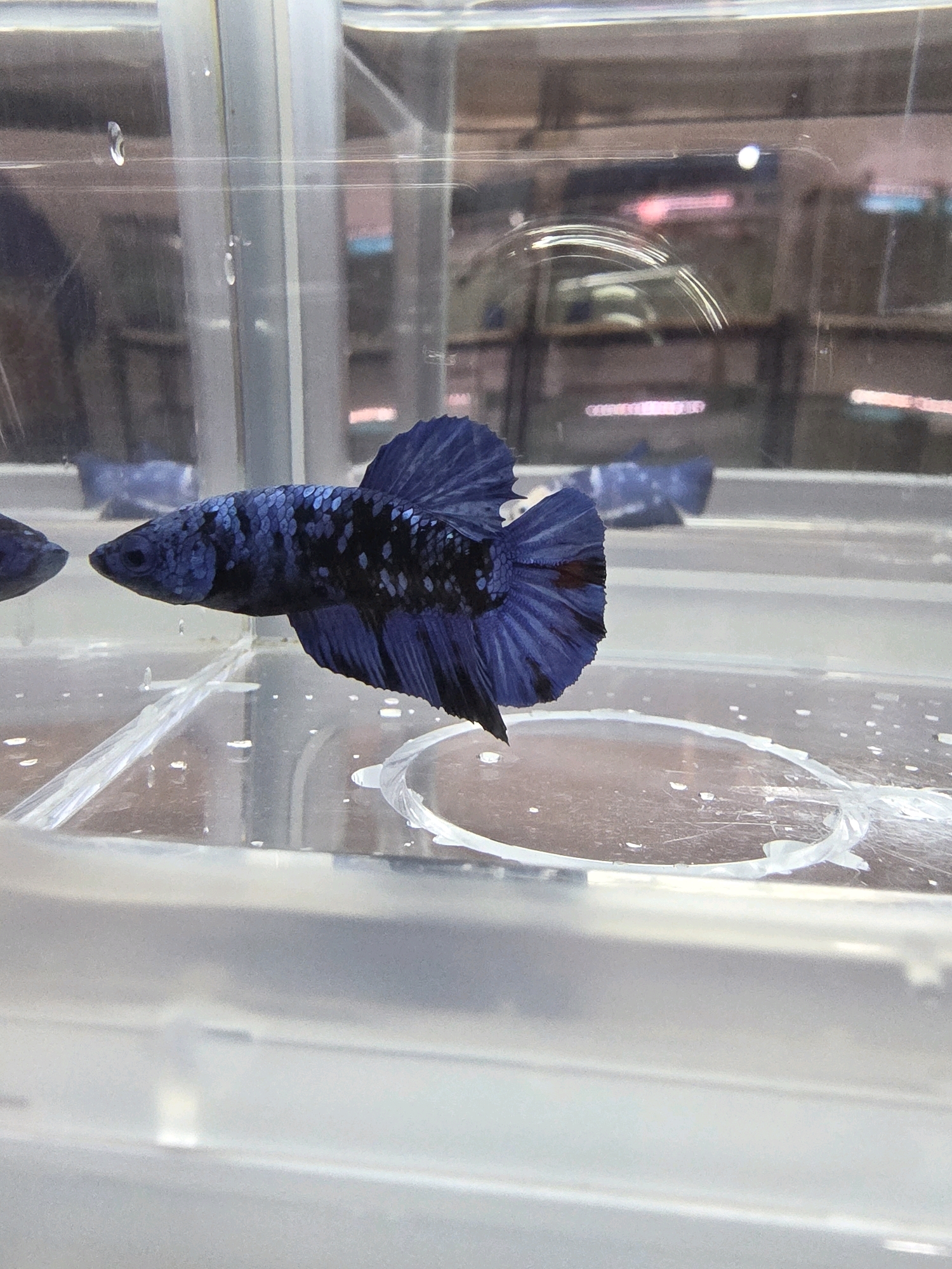 An aquarium containing a single male betta fish with dark blue and black scales speckled with white, and a reddish-orange tail fin, is shown. The fish is positioned in the center of the frame, facing left. The aquarium is made of clear plastic, with some water droplets visible on the inside surface. The background is out of focus, showing reflections of lights and what appears to be other aquariums or shelves. The image appears to have been taken indoors, likely in a pet store or a home aquarium setup. The specific location in Tanjung Pinang, Indonesia is not discernible from the image.