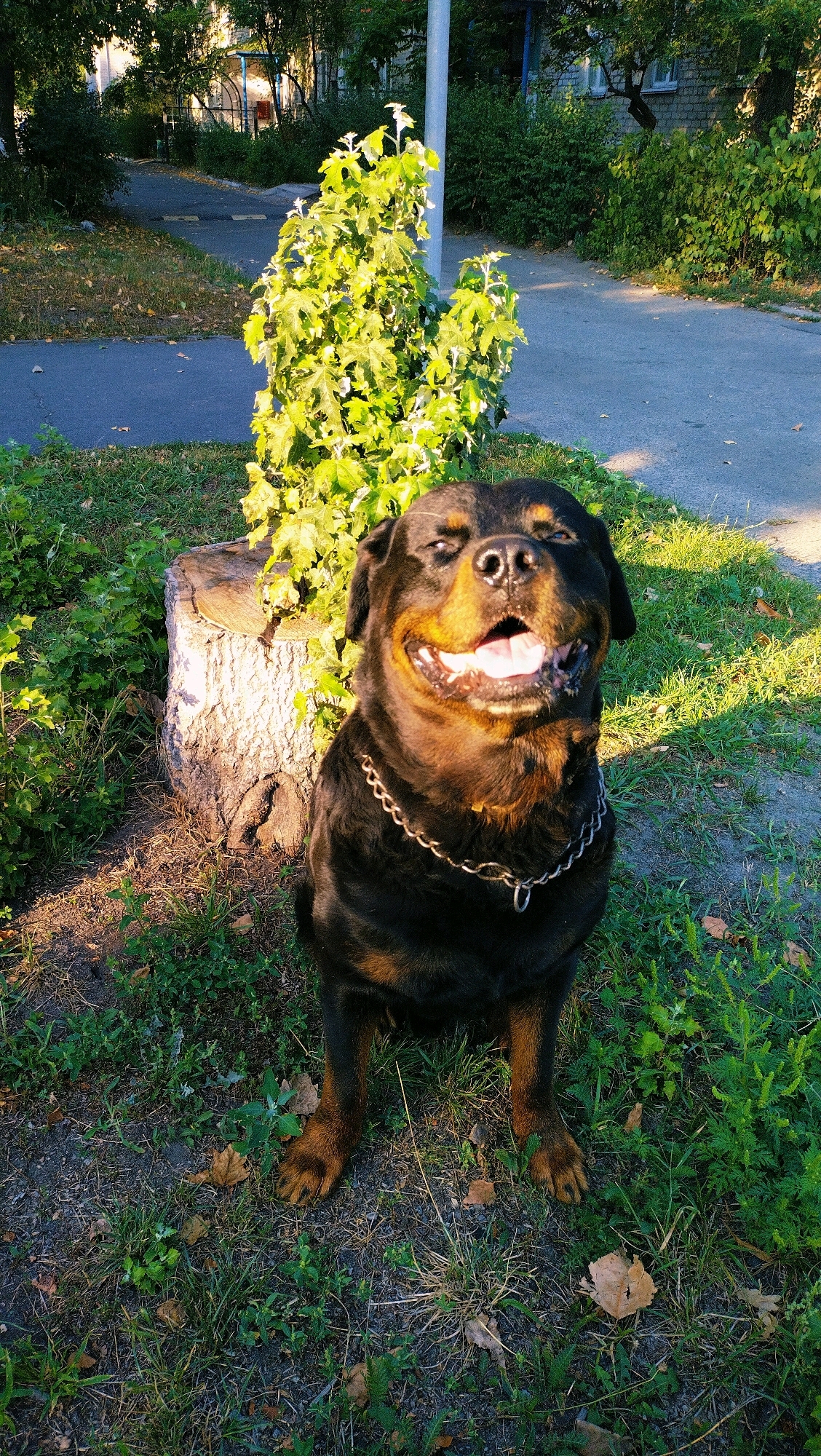 A Rottweiler dog, wearing a silver chain collar, sits on grass in front of a tree stump. The dog is looking upwards with its mouth open and eyes closed, appearing to be smiling or panting. Sunlight is casting shadows on the dog and the surrounding grass. In the background, a paved pathway and lush green bushes are visible, with a building and trees further in the distance. The scene is set outdoors in a park or residential area, possibly in the city of Horishni Plavni, Ukraine, given the architectural style and vegetation typical of the region.