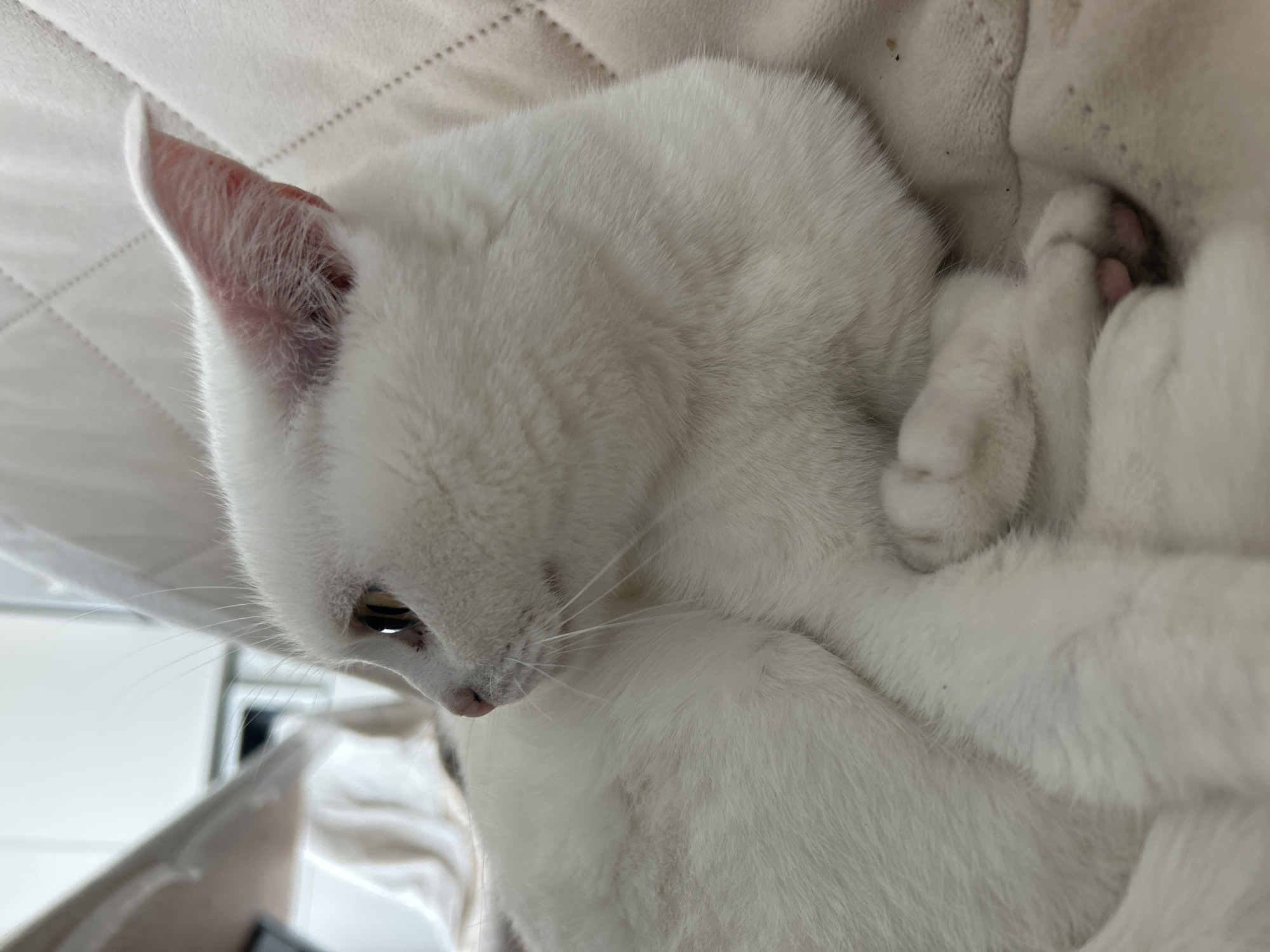 A white domestic cat is depicted in a close-up, profile view, facing left and appearing to be resting indoors. The cat possesses short, dense white fur, a pink nose, and visible white whiskers extending from its muzzle. Its left eye is partially visible, featuring a light amber iris and a dark pupil; a small dark spot is present near the inner canthus of this eye. The left ear, pinkish on the interior with fine white fur, is clearly visible. The cat is curled or lying down on a light-colored, quilted fabric surface, likely a blanket, which exhibits a diamond stitching pattern. A front paw is visible, showing distinct pink toe pads. The background is out of focus, revealing indistinct light-colored elements and a blurry dark horizontal line in the upper left, consistent with an indoor setting. The specific location within Chaikovsky, Russia, is not discernible from the visual information provided.
