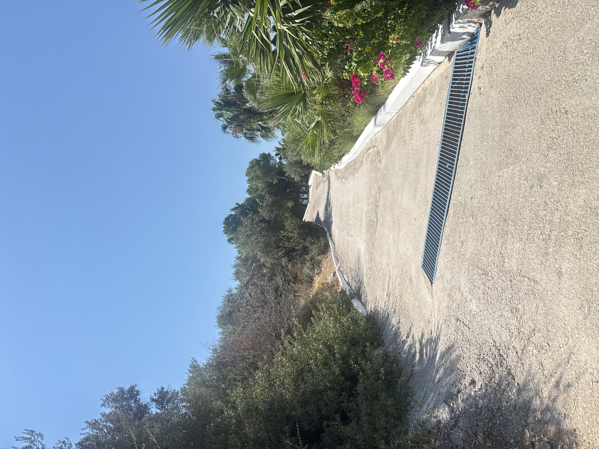A clear, bright, sunny day over a paved pathway in Bodrum, Turkey. The pathway curves gently upwards and to the left, flanked by lush green vegetation. On the left, dense trees and bushes line the path, with some dry, brown branches interspersed. On the right, palm trees with their characteristic fronds are prominent, along with vibrant pink flowers blooming amongst the greenery. A metal grate drainage system is embedded in the pathway, running diagonally across the foreground. The sky is a vast, unbroken expanse of clear blue.