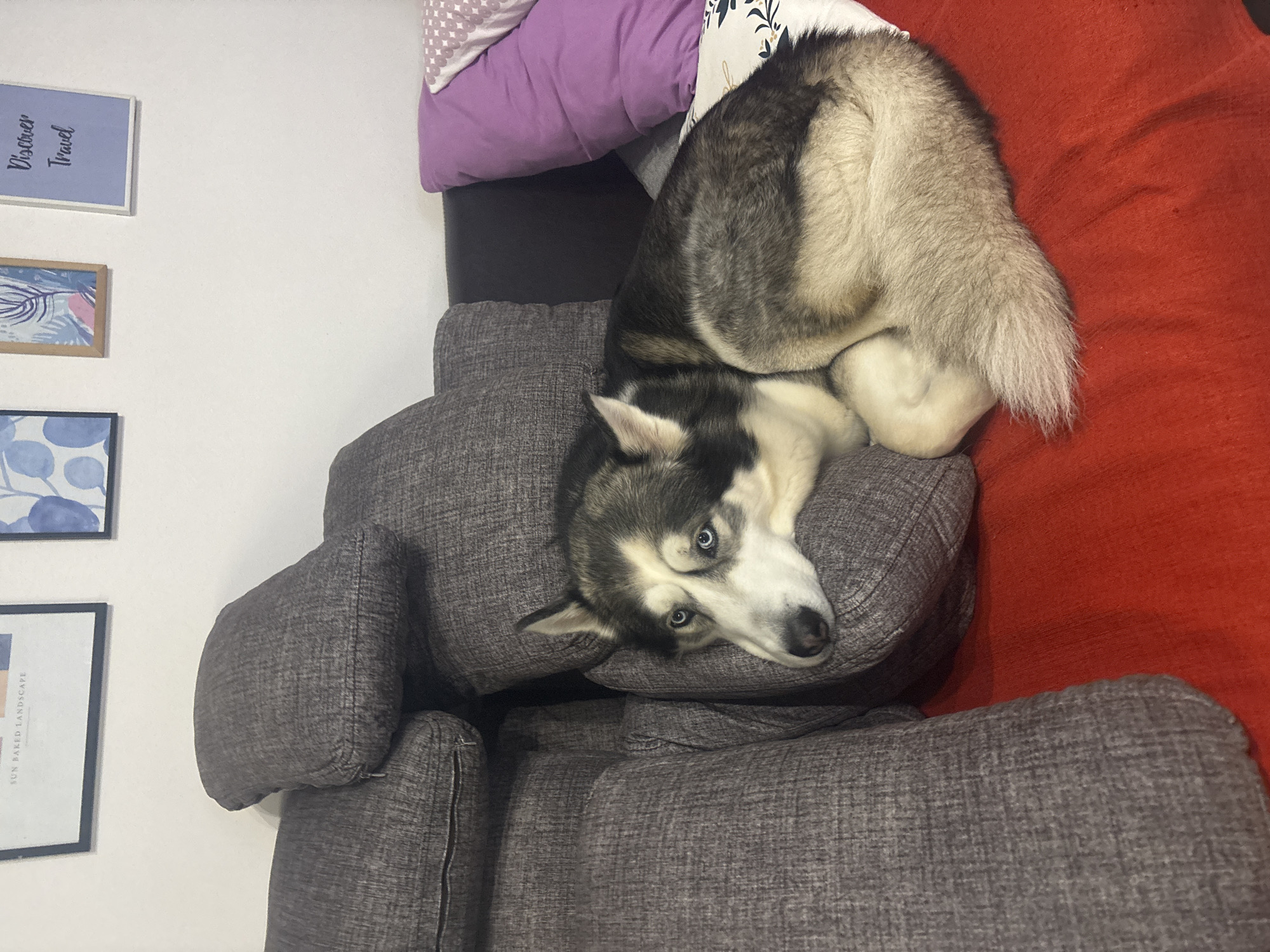 A Siberian Husky dog is captured relaxing on a grey sectional sofa in an indoor setting, likely a living room, in Plovdiv, Bulgaria. The dog, predominantly grey and white with striking blue eyes, is curled up on the sofa and a red textured blanket, looking directly at the camera with a curious and attentive expression. Its head is resting on a back cushion of the sofa.
Behind the dog, towards the top of the sofa, are stacked pillows including a purple one and another with a white and dark patterned design. The right side of the frame features the red blanket, while the left side shows a white wall adorned with several framed pictures.
On the white wall, from top to bottom, a light blue framed picture displays the text "Discover Travel". Below it is a smaller wooden-framed picture with a tropical leaf design in blue and pink. Further down, a black-framed picture shows abstract blue circular patterns. A fourth black-framed picture, partially visible at the bottom, contains the text "SUN BAKED LANDSCAPE". The lighting suggests a well-lit indoor environment. The scene portrays a calm and cozy atmosphere.
