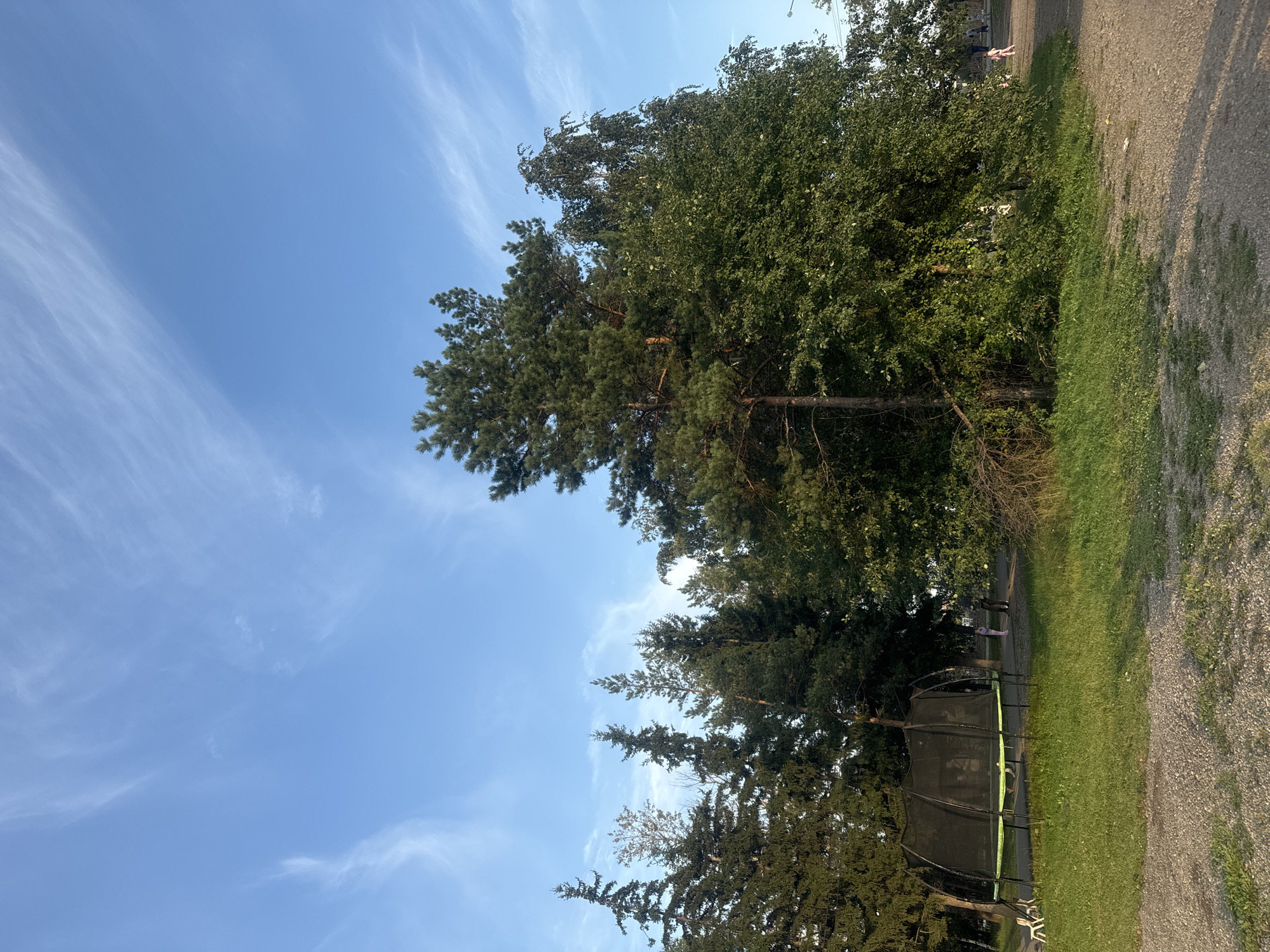 A wide shot captures a park-like setting under a bright blue sky with wispy white clouds. In the foreground, a gravel path leads to a grassy area where a large, round trampoline with a black safety net is situated. To the left of the trampoline, two white plastic chairs sit on the grass. A line of various coniferous trees, including tall, slender pines, stretches across the middle ground, interspersed with leafy deciduous trees, one of which is a tall birch with white bark. Further back, several people are visible walking along a path. The scene appears to be a public park in Irkutsk, Russia, given the context of the query, with the vegetation and general atmosphere consistent with such a location in the region during daylight hours.