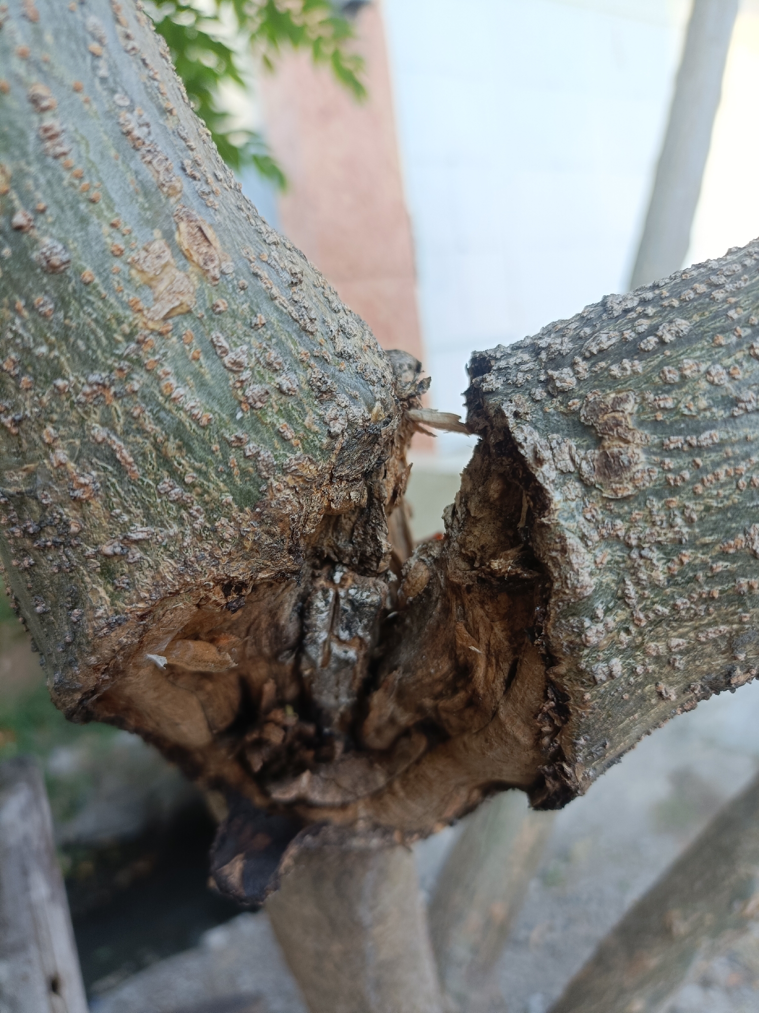 The image shows a close-up view of two tree branches that have been broken and are touching each other. The bark of the branches is rough and textured, with visible imperfections and signs of wear. The break in the branches reveals the woody interior. In the background, a blurred out white wall and green foliage are visible, suggesting an outdoor environment. The lighting appears to be natural daylight. There are no people or animals present in the image. The scene depicts damage to a tree, likely caused by external forces. The location provided is Kediri City, Indonesia.