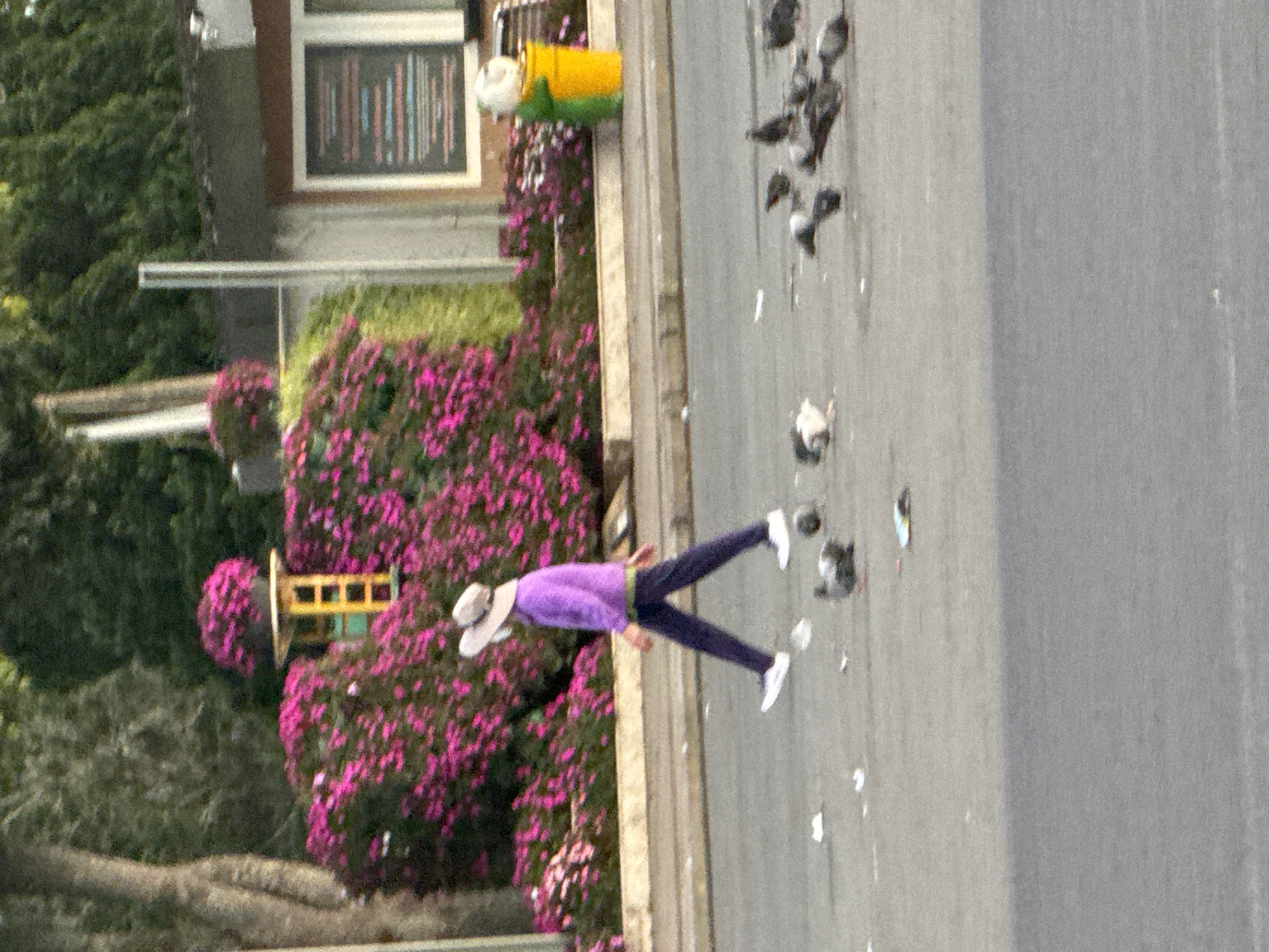The image shows a person walking across a paved area, possibly a street or sidewalk, with a flock of pigeons scattered around. The person is wearing a wide-brimmed hat, a purple top, and dark pants with white shoes. They are walking from left to right across the frame. The background features a wall adorned with vibrant pink flowering bushes and a yellow structure with cubical openings. Further in the background, a building with a sign in a window is visible, and to the right, a yellow trash bin with a white and green figure on top stands near a bench. The paved area in the foreground is littered with white paper fragments. The scene appears to be outdoors in a city environment, with trees and greenery also visible. The general atmosphere is bright, suggesting daytime.