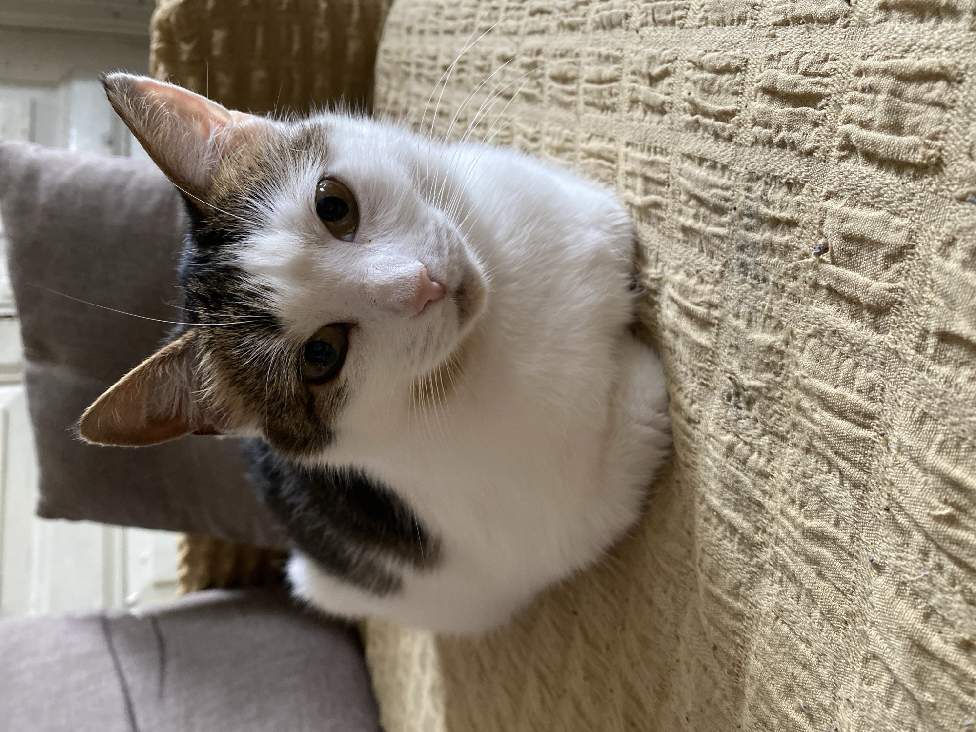 A medium shot shows a young cat with white and brown markings, with large brown eyes, looking directly at the camera. The cat is sitting on a textured, light brown fabric surface. Behind the cat, two out-of-focus pillows are visible, one light gray and one dark gray. The background is blurry, with hints of furniture and possibly a window. The lighting suggests an indoor setting, possibly a living room or sofa.