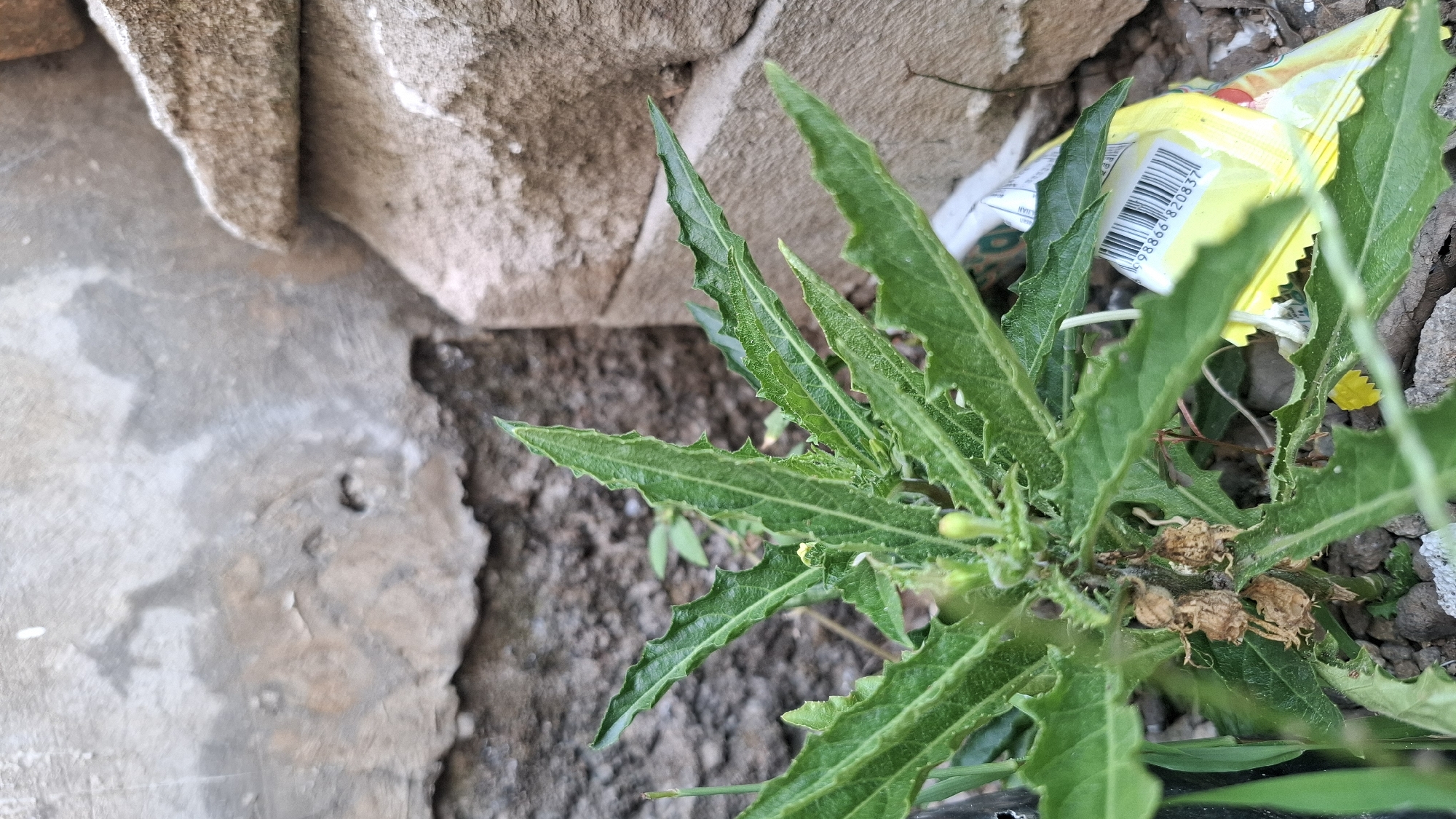 A close-up shot shows a small green plant growing in the ground near a weathered wall and some large stones. The plant has serrated leaves and some dried seed pods. In the lower right corner, a crumpled yellow wrapper with a barcode is visible amongst the debris. The background features a textured, uneven wall and stacked, rough-hewn stones. The scene appears to be outdoors in an urban environment, possibly in a neglected or transitional area within the city of Ciharashas, Indonesia.