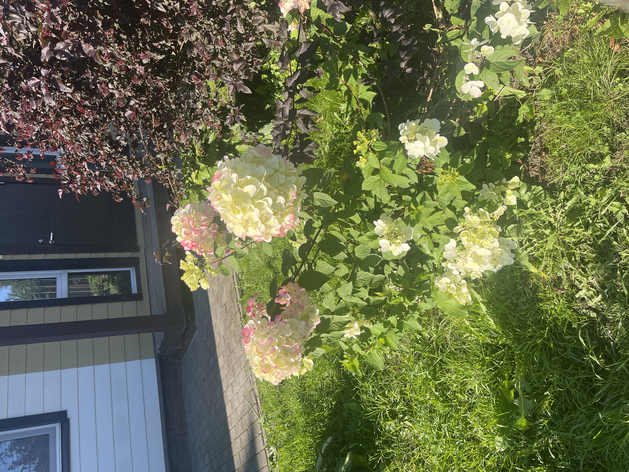 The image depicts an exterior scene in Vladimirovka, Russia. In the foreground, lush green grass is partially visible, interspersed with weeds. A flowering bush with large, creamy-white and pale pink blossoms is prominent in the center and right side of the frame. Behind the flowering bush, a darker, denser shrub with deep burgundy leaves and small buds is situated.
The middle ground shows a paved walkway made of gray rectangular pavers, casting shadows from an unseen overhead structure. To the left of the walkway, part of a building is visible. The building has siding that is a light beige color, transitioning to white on the left side, with dark brown trim around a window. Adjacent to the building is a dark brown, wooden-covered porch.
In the background, a dark-colored door is visible, and a portion of the building's exterior is also seen, including a dark brown support post for the porch. The overall scene suggests a residential or public outdoor area with landscaping and a building entrance. There are no people or animals visible in the image.
