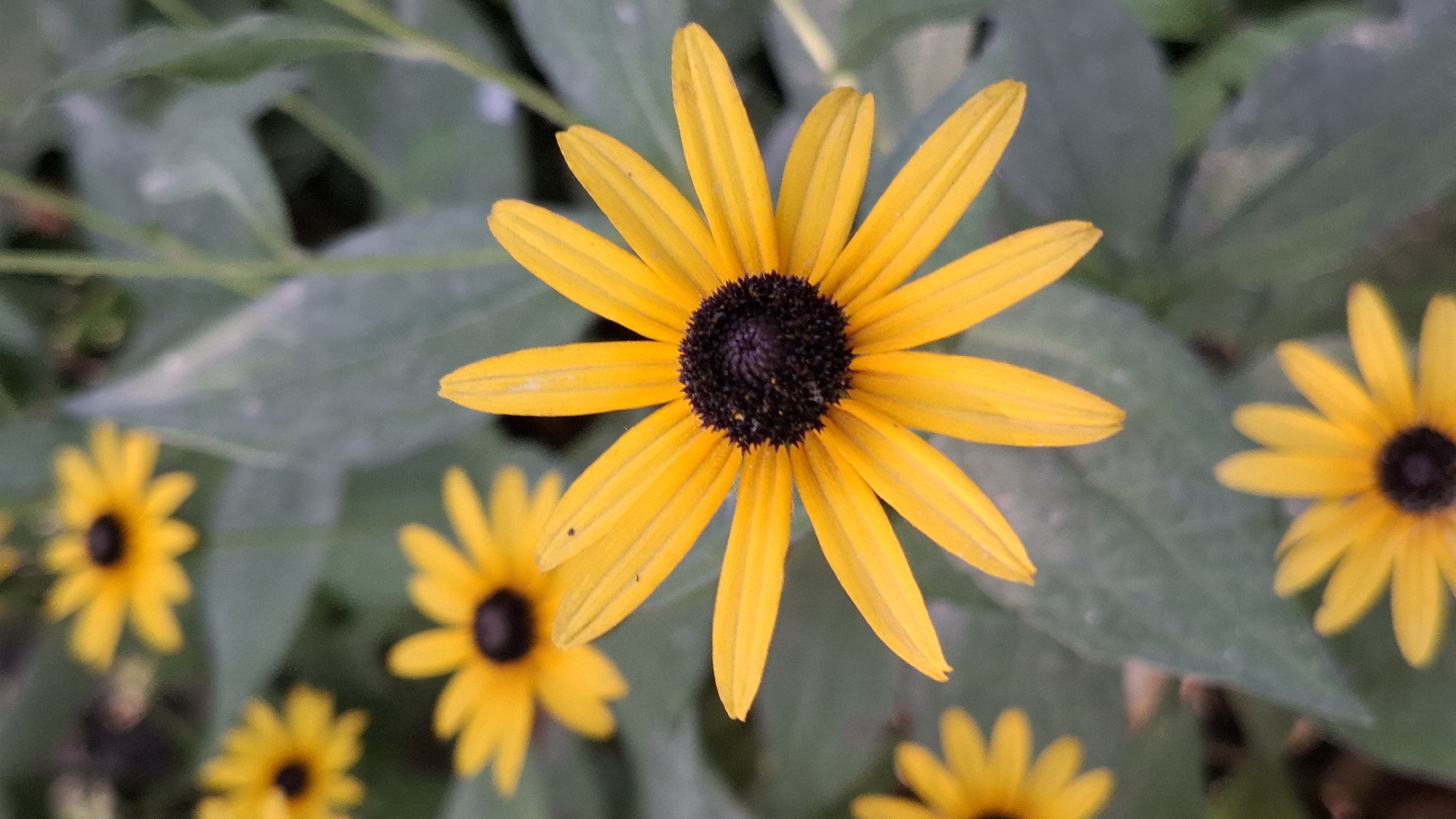 The image is a close-up of several Black-eyed Susans in a garden. The focus is on a single, large Black-eyed Susan in the foreground, with its bright yellow petals radiating from a dark center. Several other Black-eyed Susans are visible in the background, some in focus and others blurred. The background consists of green leaves and stems, suggesting a natural outdoor setting. There are no people or man-made objects visible in the image. The scene is devoid of any specific geographical markers that would indicate its location within the city of Шұбарсу, Kazakhstan.