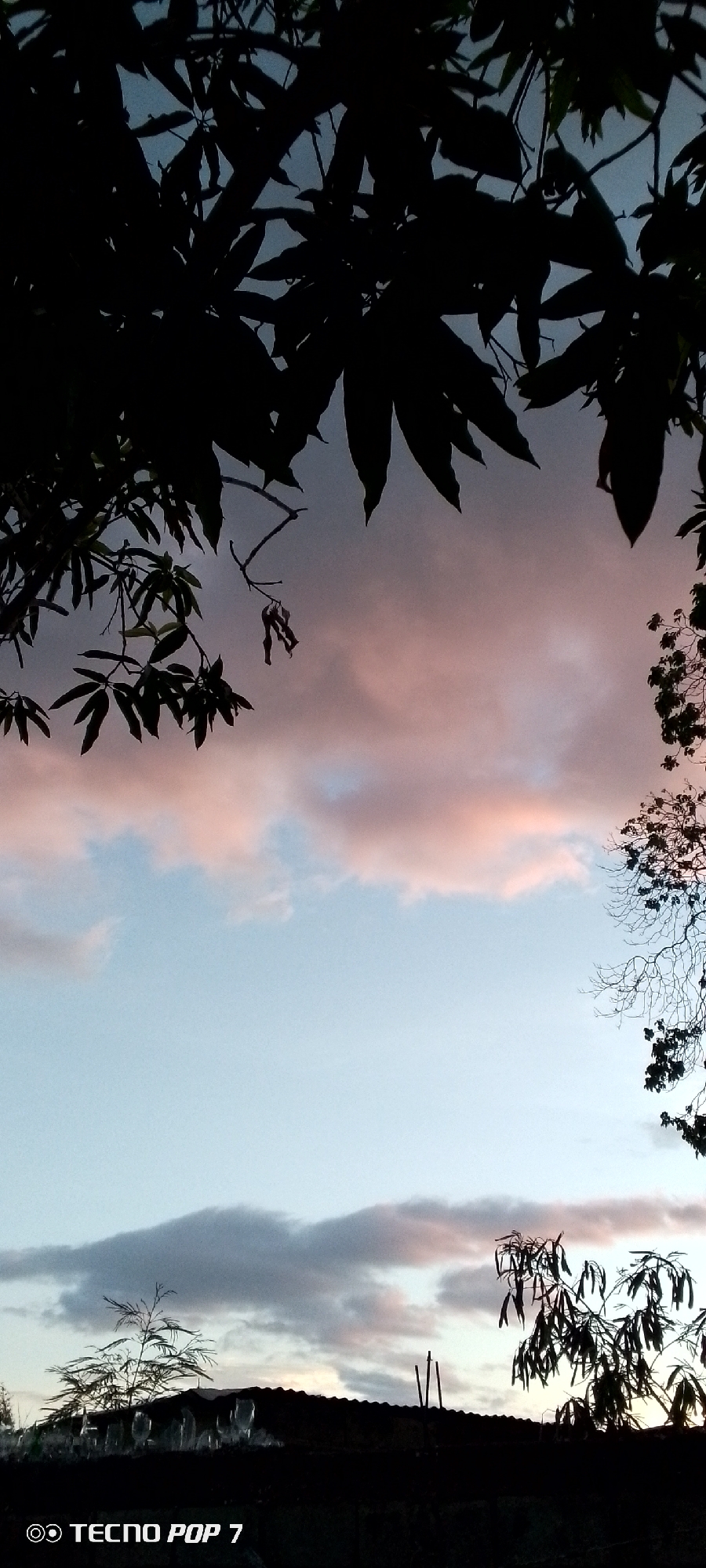 The image depicts a twilight sky with silhouetted foliage in the foreground and background. The sky displays a gradient of colors, transitioning from a pale blue at the bottom to hues of pink and gray in the clouds above, suggesting the sun has recently set. In the upper portion of the frame, dark, leafy branches are sharply outlined against the sky. The lower portion of the image shows a dark, horizontal structure, possibly a rooftop, with sparse vegetation and some vertically oriented objects, perhaps thin poles or branches, protruding from it. The bottom left corner of the image contains the text "TECNO POP 7". The scene is an outdoor environment during dusk, possibly in Altagracia, Venezuela.