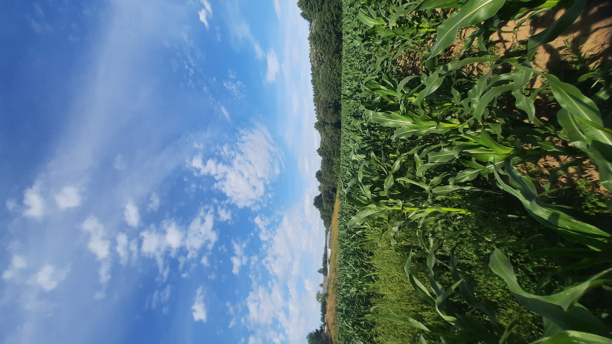The image depicts an outdoor scene, likely a rural area, dominated by a vast cornfield under a bright blue sky dotted with white clouds. The corn stalks are tall and vibrant green, creating a dense, uniform landscape that stretches towards a treeline in the distance. The foreground shows closer views of the corn leaves and the soil between the rows, with some areas of other greenery interspersed. In the background, a line of trees forms a natural border, and beyond that, there appear to be some structures, possibly agricultural buildings or greenhouses. The overall impression is of a cultivated agricultural setting on a clear, sunny day. There are no people or animals visible in the image.