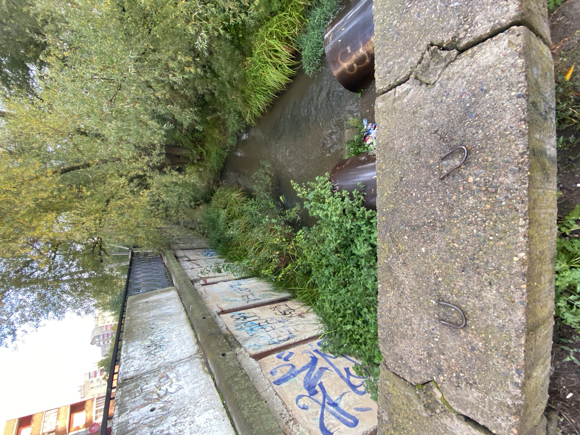 The image captures a section of an urban canal or drainage ditch in Chaikovsky, Russia, bordered by concrete walls covered in graffiti. Lush green vegetation, including tall grasses and leafy plants, grows along the banks and encroaches on the water's edge. Two large, dark, cylindrical pipes protrude from the bank into the canal, suggesting a point of discharge or entry. The water in the canal appears murky and carries some visible debris. Overhead, a dense canopy of trees with light green foliage shades the scene. In the foreground, two weathered concrete blocks are positioned close together, with one featuring a U-shaped metal fixture embedded in its surface. In the background, apartment buildings with reddish-brown facades and balconies are visible, indicating the canal is situated within a residential area of the city. The sky is overcast with a light, bright hue, suggesting it is daytime.