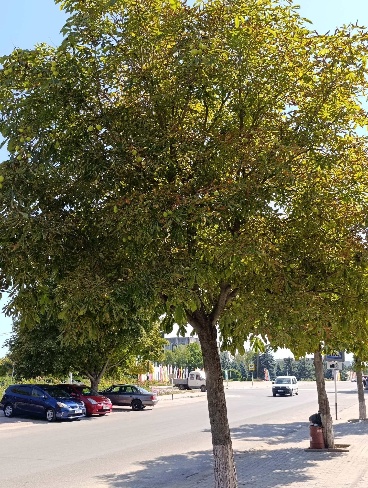 A street scene in Dubăsari town council, Moldova, is depicted on a bright, sunny day. The foreground is dominated by a large tree with green leaves and some developing fruit, casting dappled shadows on the paved road and sidewalk. To the left, three parked cars are visible: a blue hatchback, a red sedan, and a grey sedan. Beyond the parked cars, another tree partially obscures a row of colorful flags displayed in the distance. The middle ground shows a road with a white van driving and other vehicles visible further down. A pedestrian crossing sign is present on the right side of the road. The background features buildings and more trees under a clear blue sky. A large round brown bin is located near the base of a tree on the right side of the image.