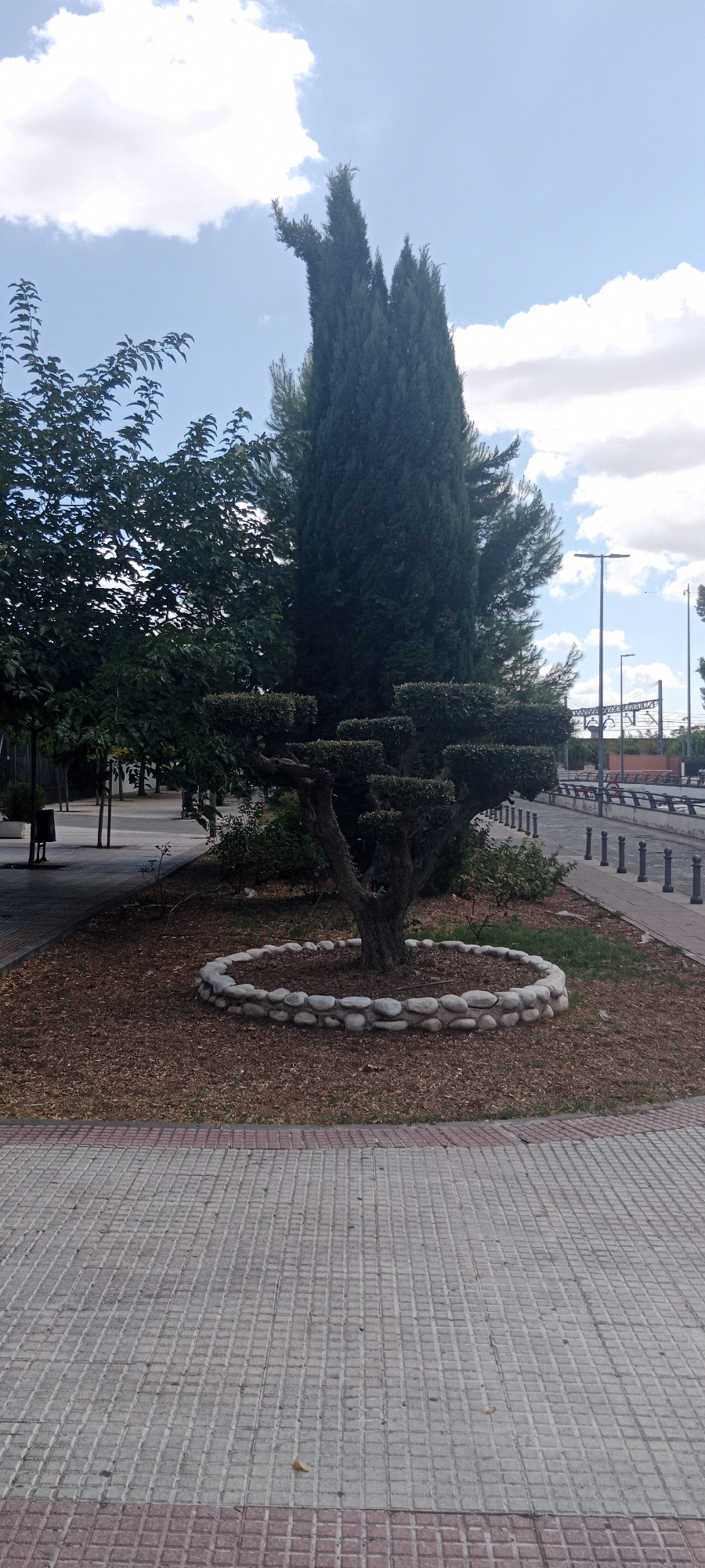 The image depicts a landscaped area in a city park, likely Torrejón De Ardoz, Spain. The central focus is a meticulously trimmed tree with tiered, sculpted foliage, enclosed by a low circular wall of river stones. Behind it, a tall, slender cypress tree stands prominently, with other green foliage to its left. The ground around the trimmed tree is covered with wood chips. A paved walkway, made of light gray and red square tiles, runs along the foreground, curving to the right. Beyond the walkway, a road with bollards and a sidewalk is visible, leading towards a distant railway track and overhead wires. Streetlights are also present along the road. The sky above is blue with scattered white clouds. No people are visible in the frame.