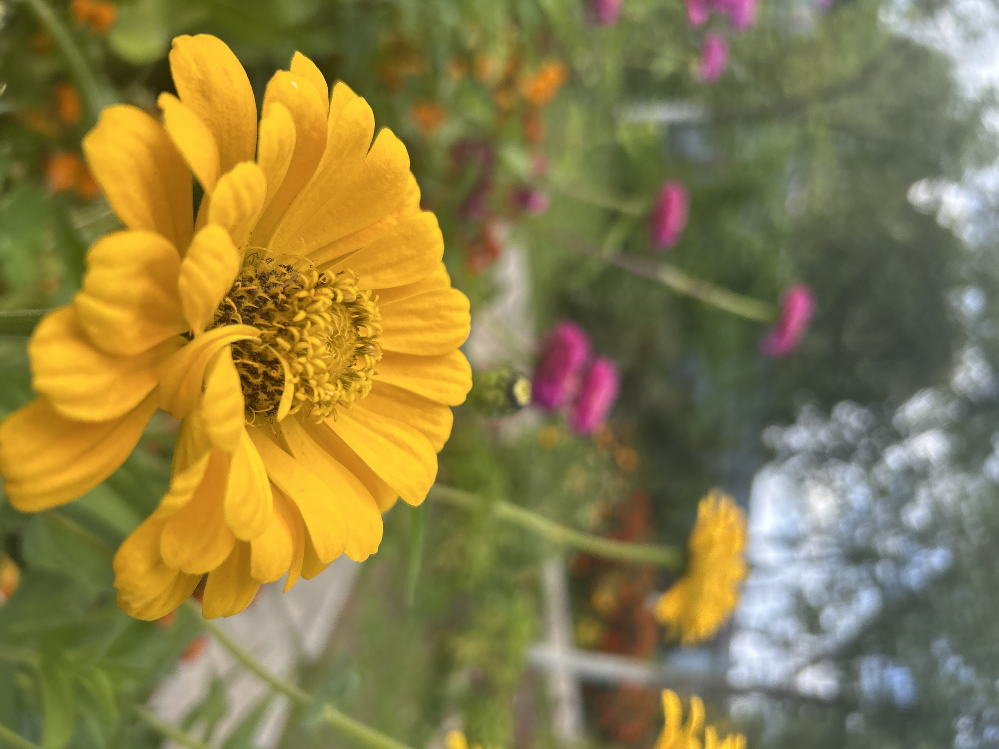 In Kalitsino, Russia, a close-up shot focuses on a vibrant yellow zinnia flower in the foreground, its petals and central disk clearly defined. The background is softly blurred, revealing a garden setting with more flowers in shades of pink and orange, along with green foliage and trees. A light-colored path is partially visible. The overall impression is that of a sunny day in a well-tended garden.