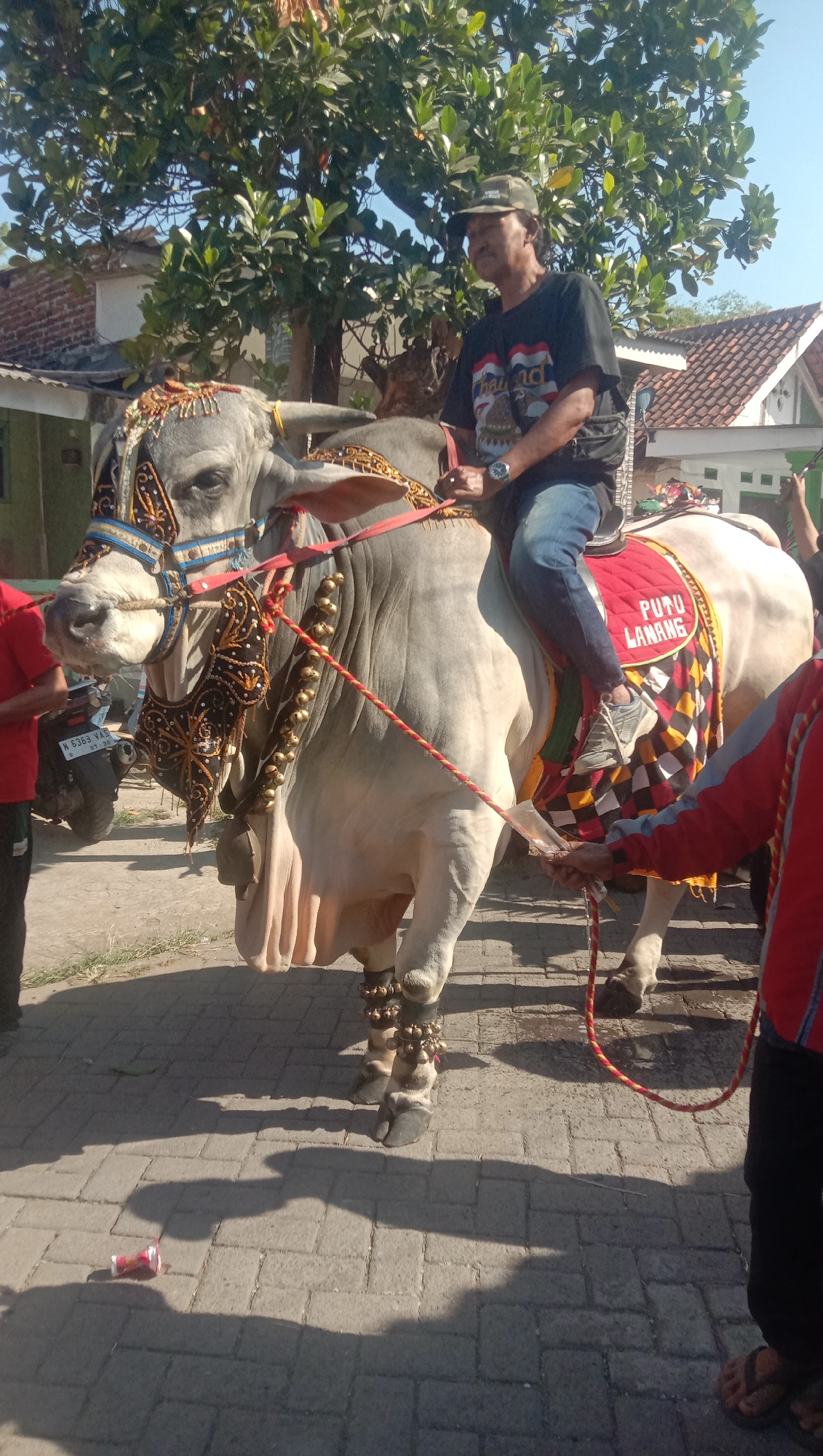 In the city of Ngempit, Indonesia, a man is riding on the back of a decorated bull. The bull has a light gray coat and is adorned with elaborate, colorful ornamentation on its head, neck, and hind legs. The man, wearing a dark t-shirt and jeans, is seated on a saddle covered with a red and yellow patterned blanket. The bull is equipped with a bridle and a rope held by the man. A second person, partially visible on the right, is dressed in a red and blue jacket and dark pants, and appears to be holding a rope connected to the bull. The background shows a residential area with houses, trees, and a clear blue sky. The ground is paved with interlocking bricks. A red and white can lies on the ground in the foreground.