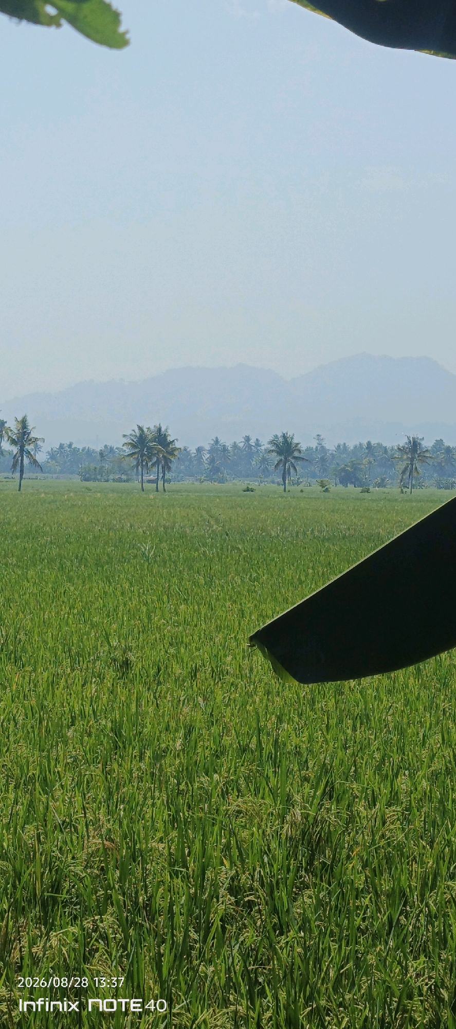 The image captures a serene landscape of a rice paddy field in Sidodadi, Indonesia. The foreground is dominated by lush, green rice stalks, hinting at the agricultural bounty of the region. In the mid-ground, a line of slender coconut trees stands tall, their fronds swaying gently against the hazy blue sky. Beyond them, a dense cluster of similar trees forms a verdant backdrop, suggesting a tropical environment. In the far distance, soft, undulating mountains are visible, their forms blurred by the atmospheric haze, creating a sense of depth and vastness. The sky above is a pale, clear blue, with a subtle gradient of lighter tones near the horizon. The overall impression is one of tranquility and natural beauty, characteristic of rural Indonesian scenery. A dark, curved object, possibly a blade or a portion of an implement, is partially visible in the lower right corner, adding a hint of human presence or activity within the otherwise natural scene. The timestamp "2026/08/28 13:37" and the text "Infinix NOTE 40" are overlaid on the bottom left of the image, indicating it is a photograph taken with a mobile device.