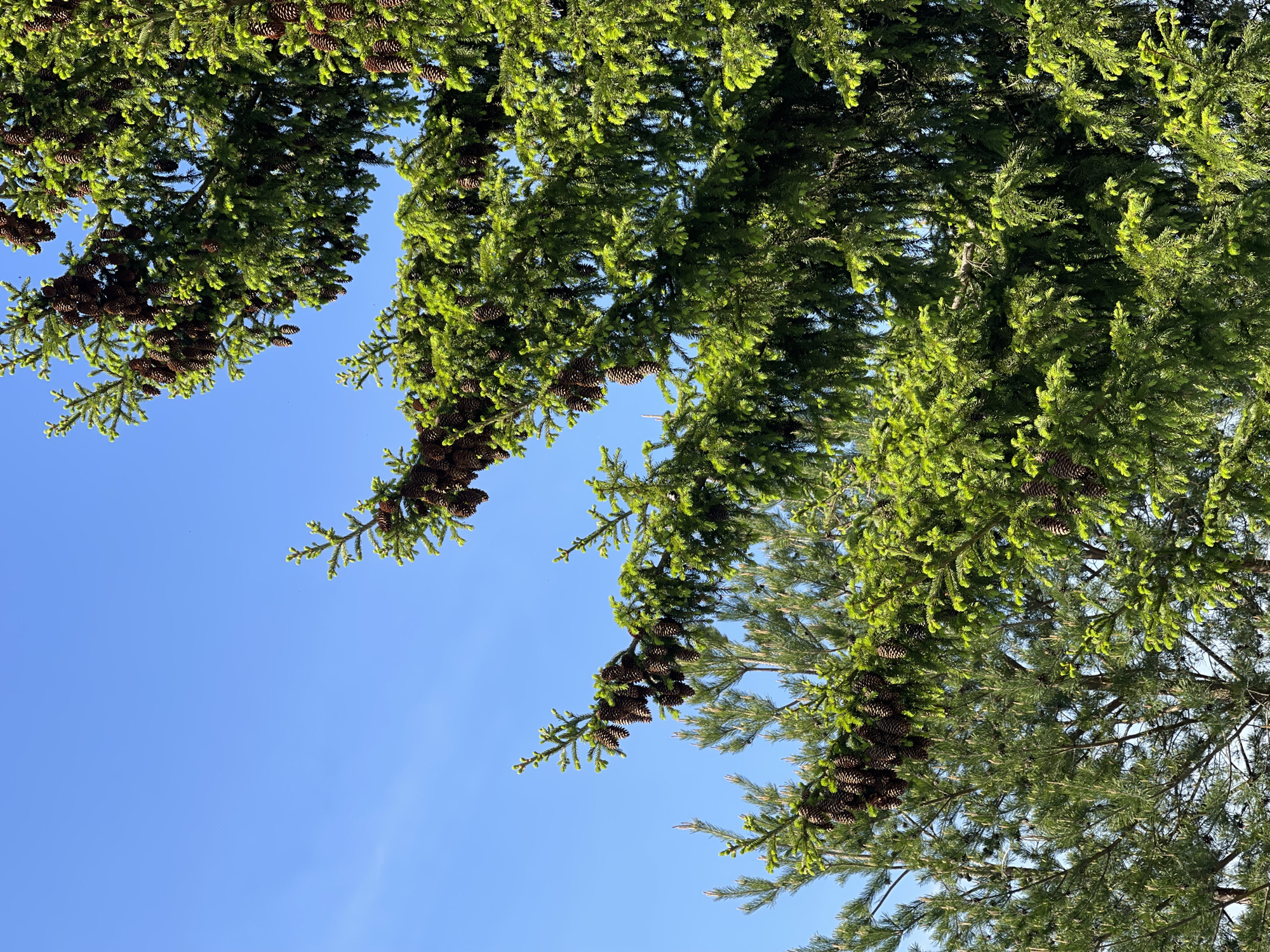 The image shows a view looking up into the branches of evergreen trees with numerous pine cones hanging from them. The sky is visible in the background, a clear and bright blue. The location is Перевозное, Russia.