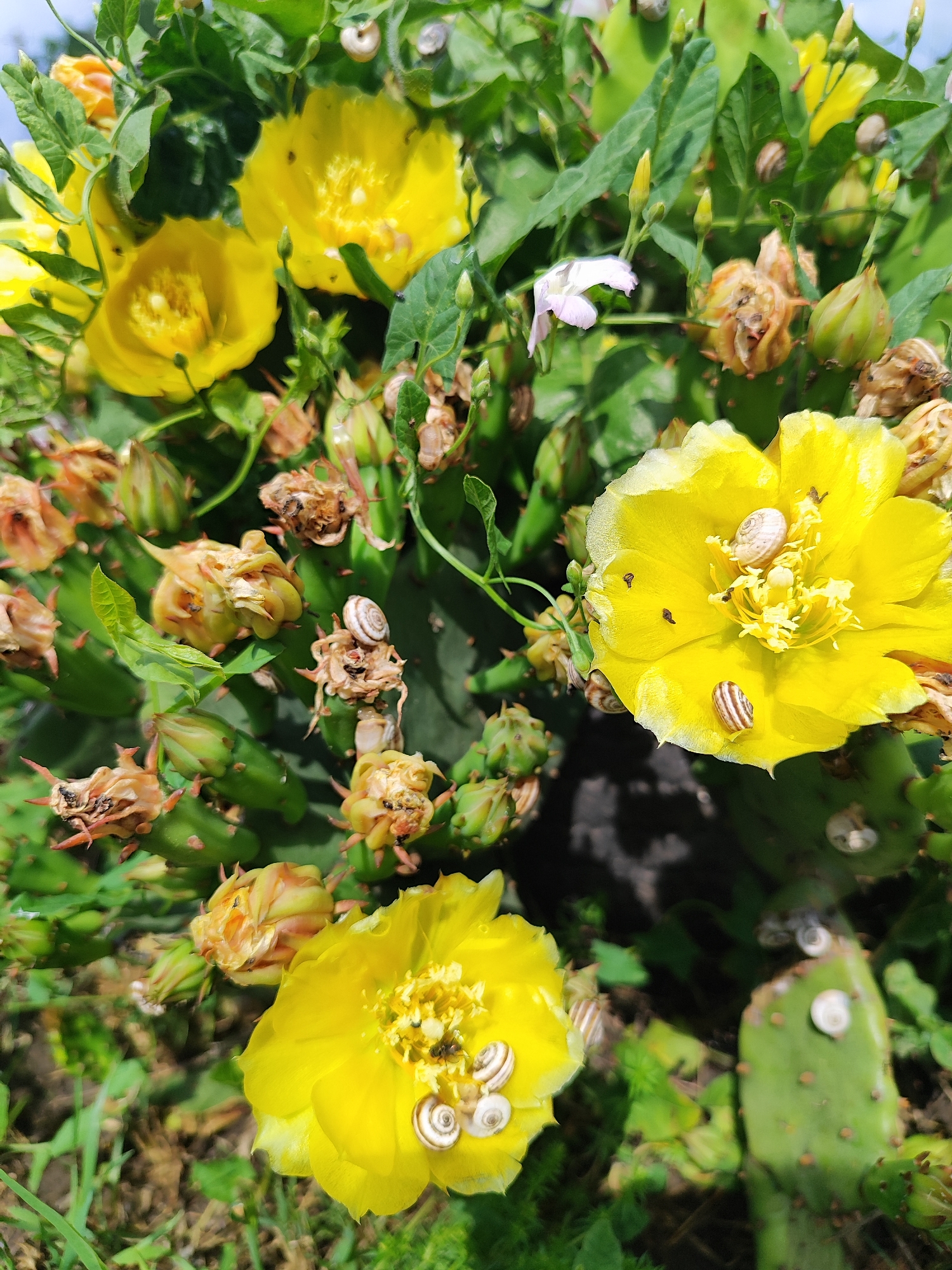 The image is a close-up, eye-level shot of a prickly pear cactus in bloom, likely in a garden or natural setting. The cactus has vibrant yellow flowers, some of which are fully open, revealing their stamens and pistils. There are also numerous developing buds and spent flower remnants. Small snails are visible on the flowers, buds, and cactus pads. The background is a blur of green foliage and dark soil, suggesting an outdoor environment. The lighting is bright, indicating daytime. The scene appears to be a snapshot of a moment in nature, with no human presence or activity. The location is specified as Bryukhovetskaya, Russia, but this information is not visually evident from the image itself.