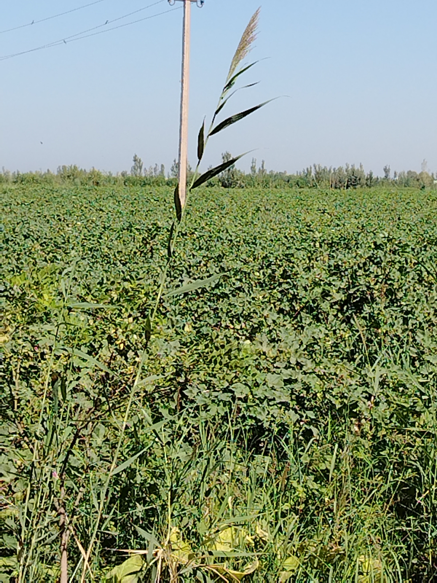The image depicts a vast field of green crops under a clear blue sky. In the foreground, a tall reed-like plant with feathery seed heads stands prominently, reaching towards a wooden utility pole. The field stretches to the horizon, where a line of trees can be seen. The scene appears to be located in a rural or agricultural area, possibly near Changly, Uzbekistan, given the hint. There are no people or animals visible in the image. The overall impression is one of agricultural abundance and a clear, sunny day.