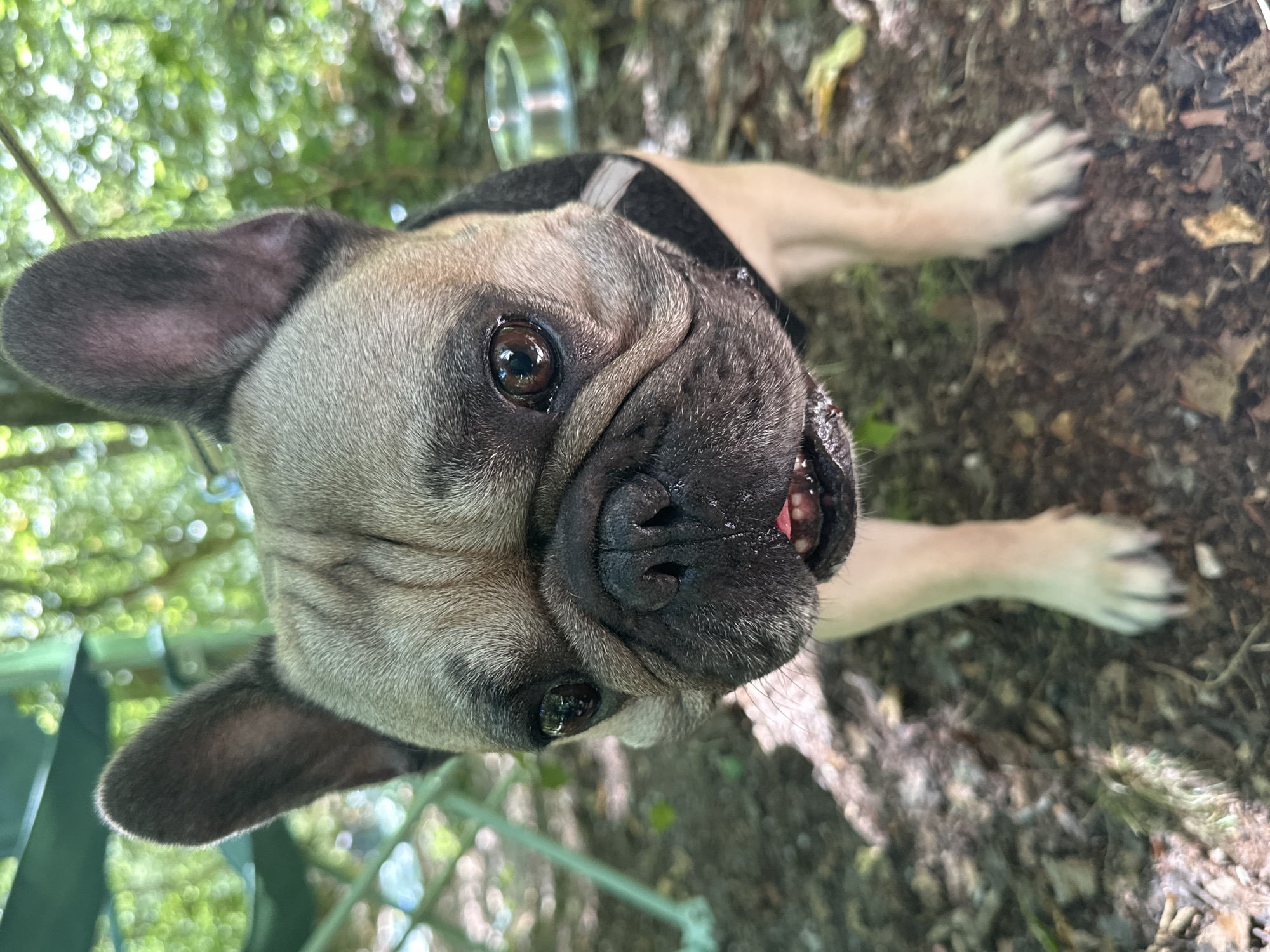 The image shows a close-up, eye-level, outdoor shot of a fawn-colored French Bulldog, with dark fawn markings on its face and ears, wearing a black harness. The dog is standing on a ground covered with dirt, leaves, and twigs. Its mouth is slightly open, with its pink tongue visible. In the background, out of focus, are green foliage and trees, suggesting a natural environment. To the left, a portion of a green tent or shelter and a silver metal dog bowl are visible. The dog's eyes are dark brown and appear to be looking directly at the camera. The lighting suggests it is daytime. The scene is likely in Škrilje, Slovenia, given the context provided.