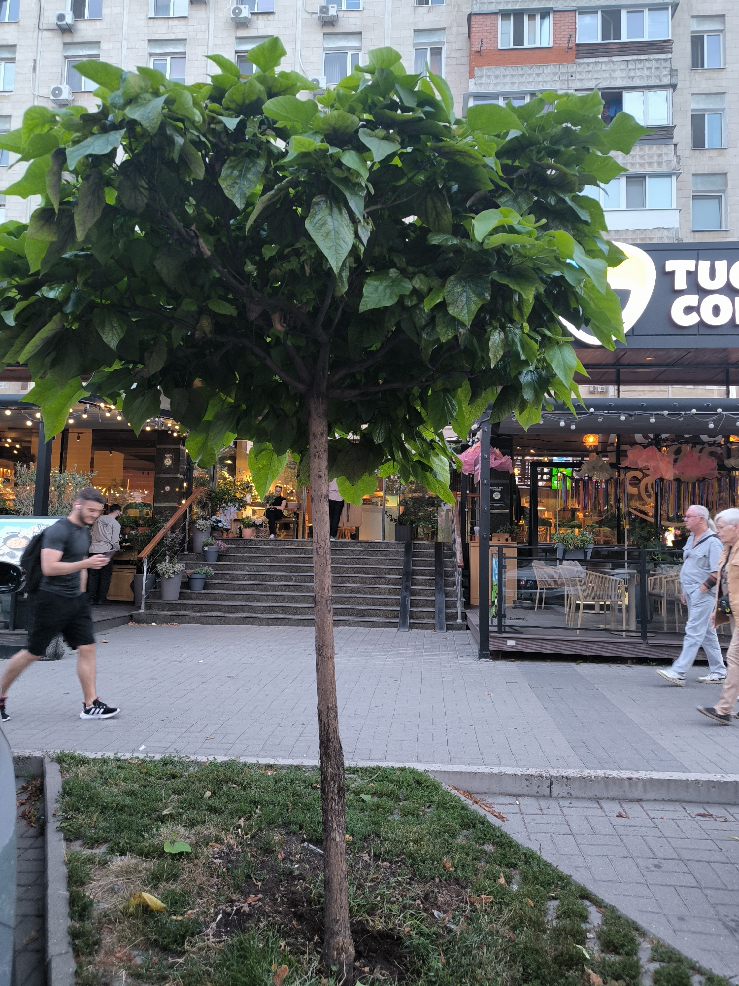 In Chișinău, Moldova, on a sidewalk in front of a cafe with outdoor seating and a prominent "TUCO" sign, a young man wearing black shorts and a dark t-shirt with earbuds is walking and looking at his phone. He is carrying a black backpack. Behind him, a set of stairs leads up to the cafe entrance. Further down the sidewalk, an older couple is walking away from the camera. The scene is partially obscured by the leafy branches of a tree in the foreground. The building behind the cafe appears to be a multi-story apartment complex.