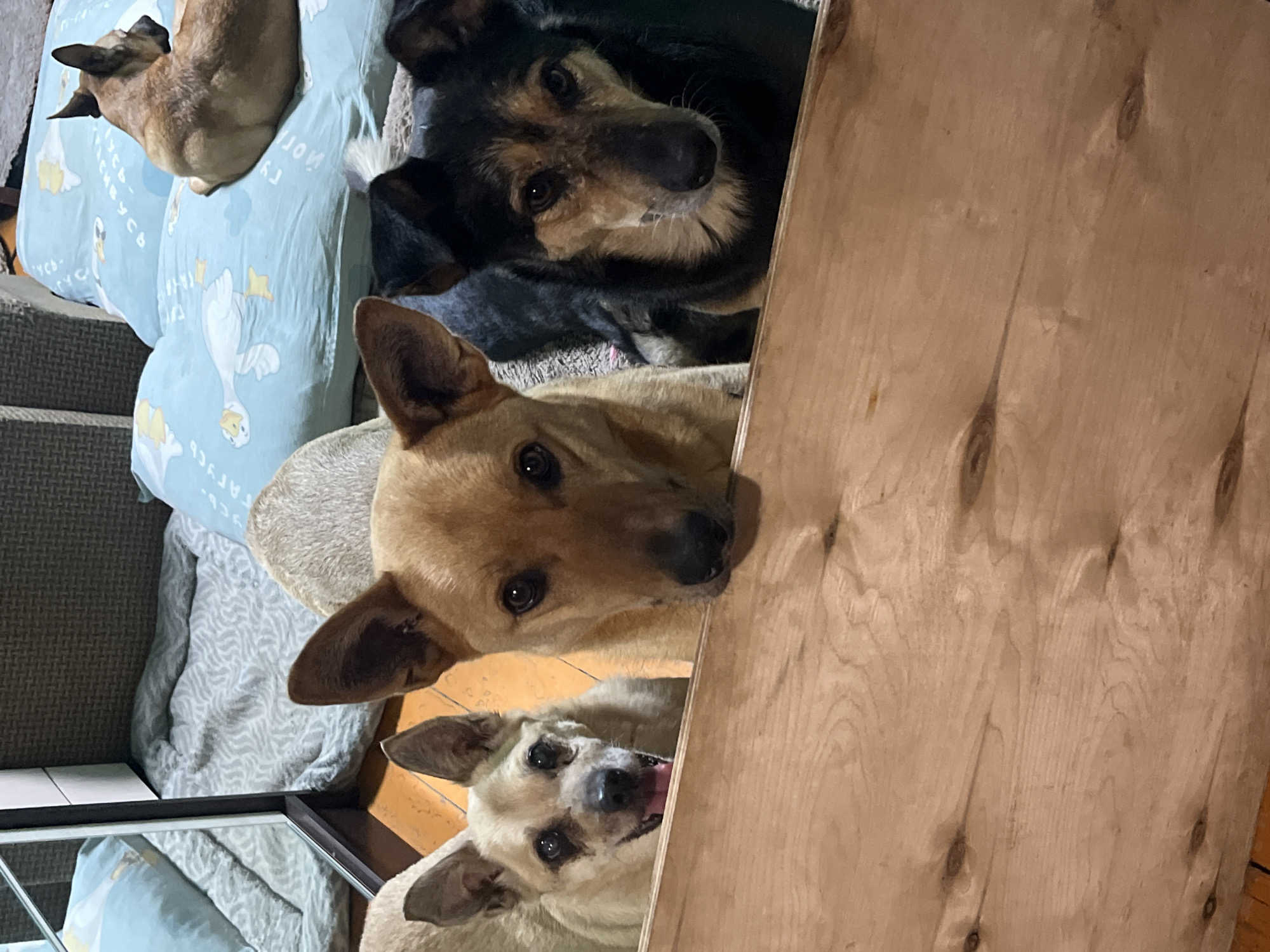 Four dogs are arranged in a vertical stack. The uppermost dog is a small, light-brown dog lying on a blue cushion with a goose pattern. Below it, a dog with black and tan fur looks toward the camera. Below the black and tan dog, a tan dog also looks toward the camera. The lowest dog, cream-colored, looks up with its tongue slightly visible. The dogs are next to a plain wooden board. A couch and a framed mirror are also in the background.
This image does not contain information that can be used to determine the location.