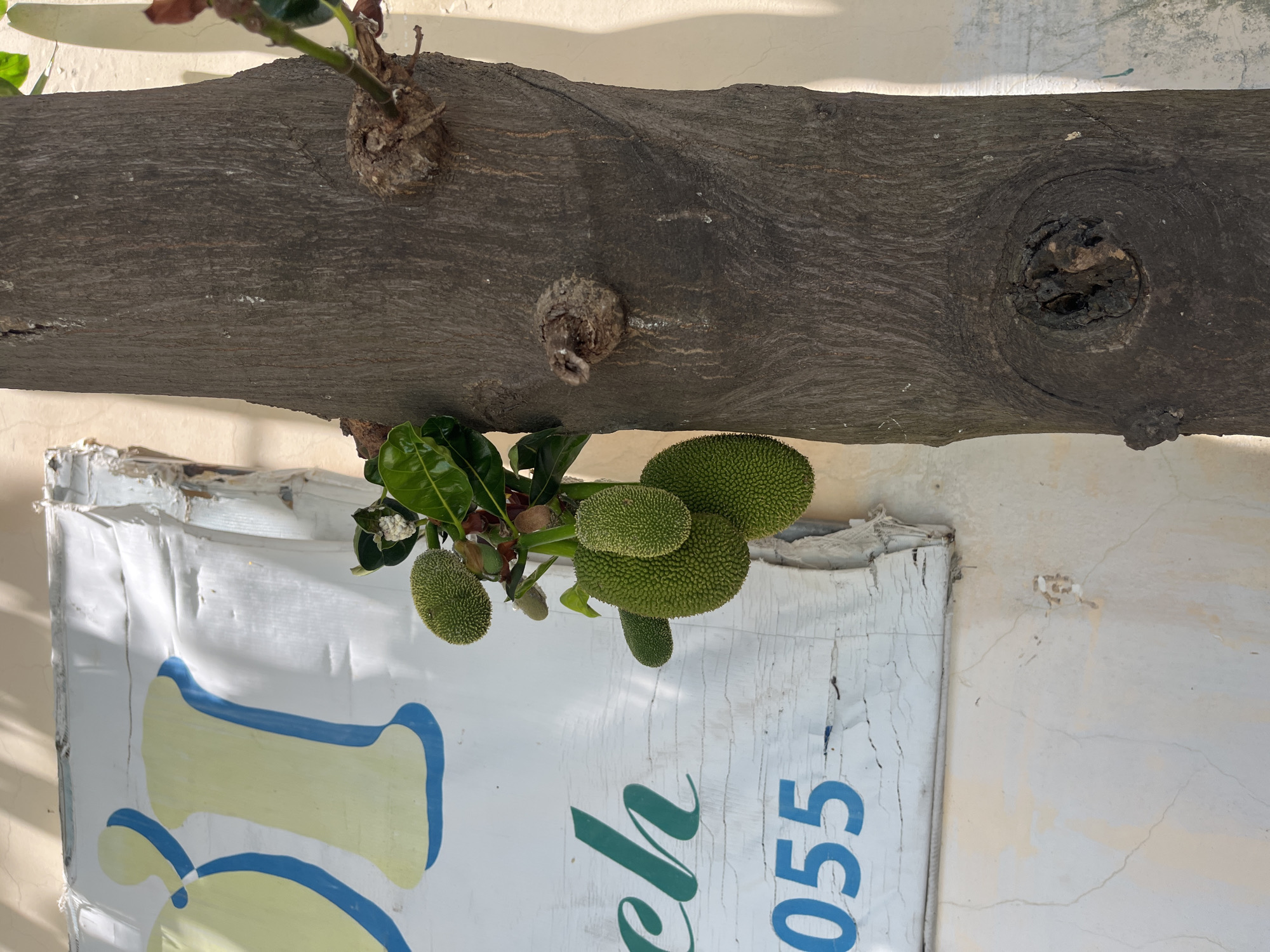The image shows a horizontal tree branch with jackfruit growing from it. The branch is grey and has three knotholes on the top side. The jackfruit are green and vary in size. They are growing from the bottom of the branch near a sign. The sign is white with blue and yellow graphics and green lettering that partially spells out "ch 055". The background includes a light beige wall. The location is Nha Trang Ward, Vietnam.