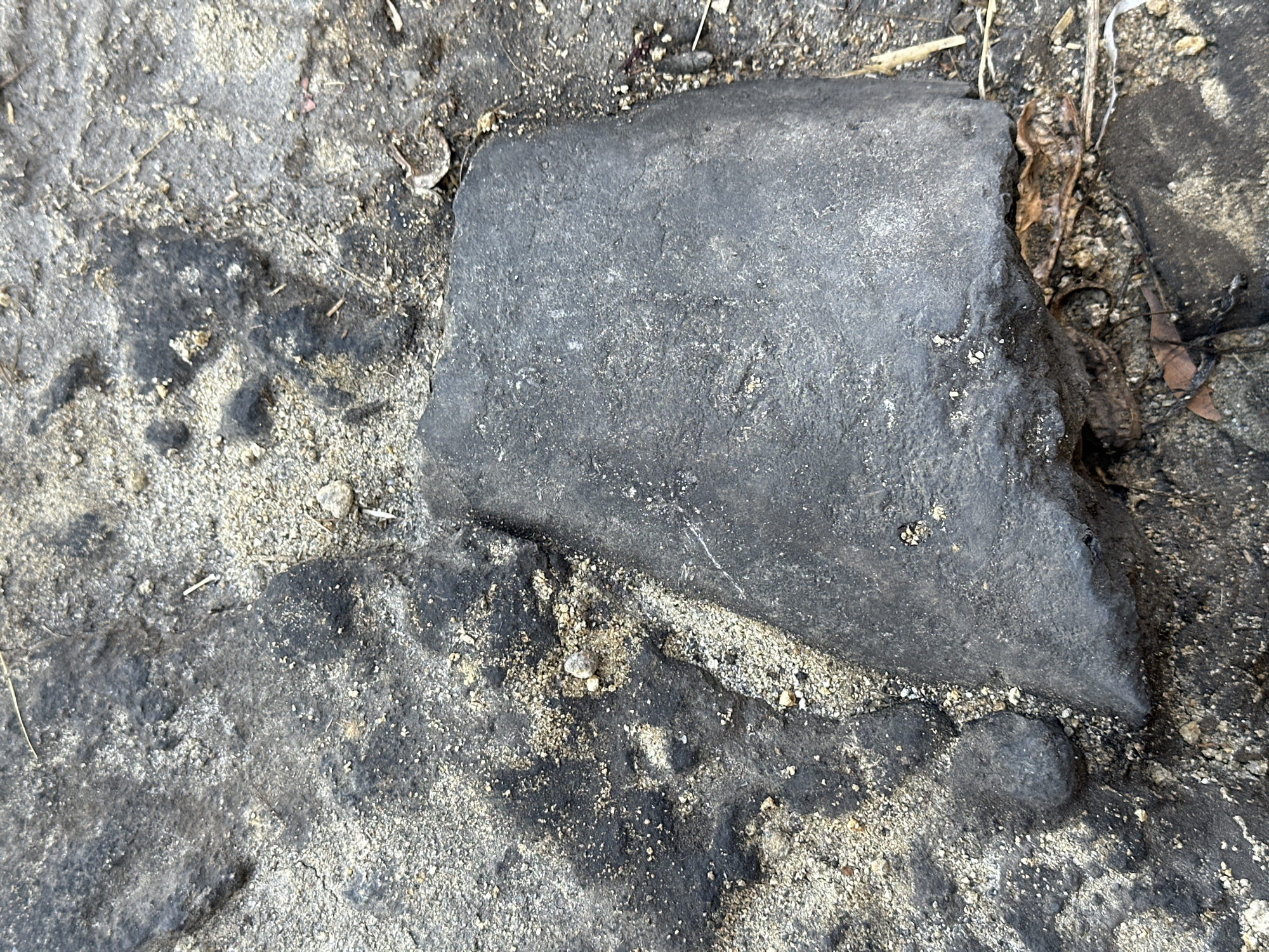 An overhead view captures a dark, roughly rectangular object with a slightly convex surface, possibly a piece of asphalt or solidified tar, lying on a gritty, sandy surface. The material is textured with numerous small, lighter-colored pebbles embedded within it. Some darker, amorphous patches are also visible on the surface, suggesting a weathered or deteriorated state. Dried plant matter and debris are scattered around the object and the surrounding ground. The scene appears to be outdoors, in a natural or semi-developed environment, possibly a roadside or an unpaved area in Parangjoro, Indonesia, given the context. There are no people or overt signs of human activity depicted in the image.