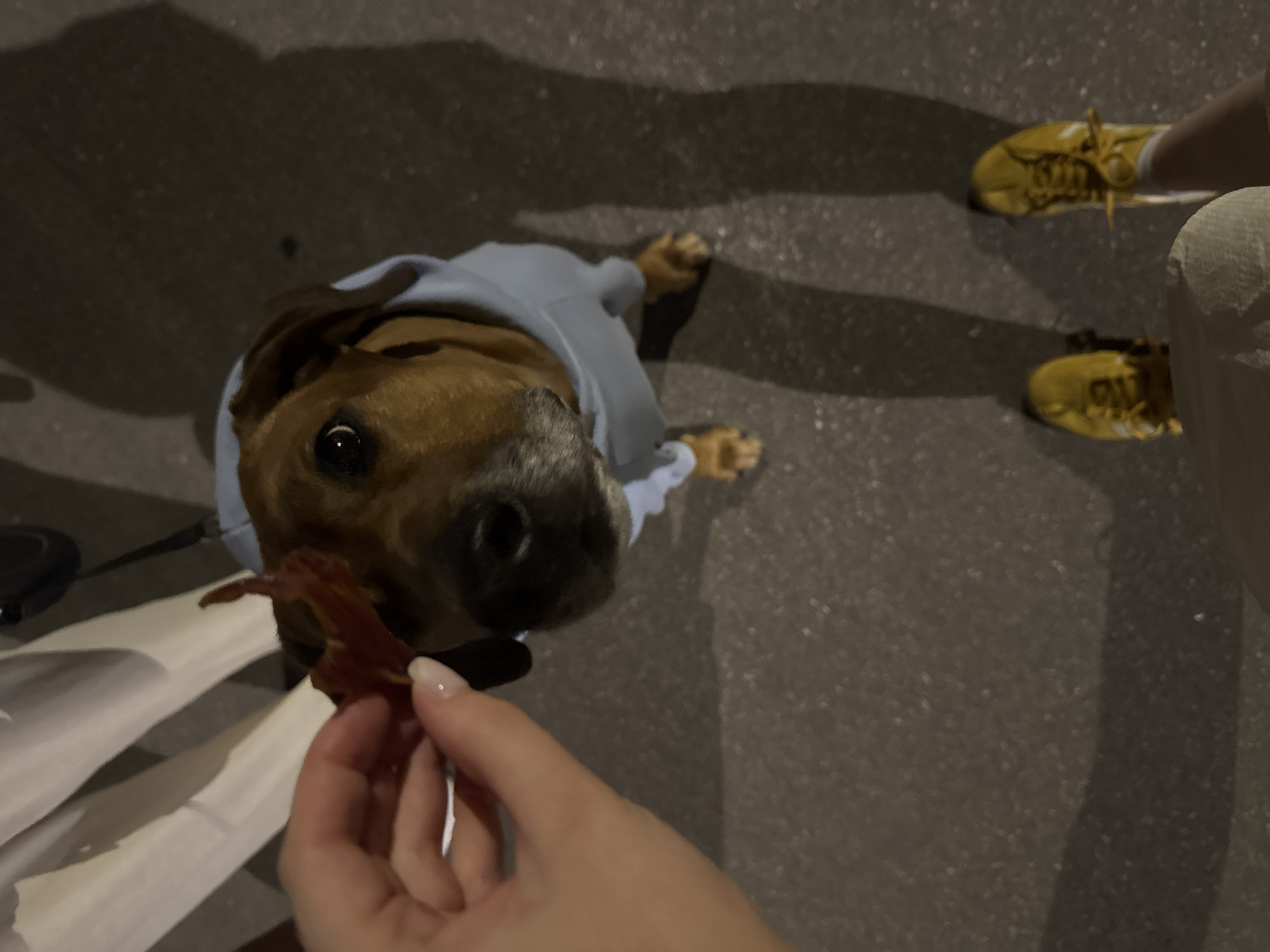 A high-angle shot shows a brown dog wearing a blue sweatshirt, sitting on a paved surface that appears to be asphalt. The dog is looking directly at the camera, anticipating a treat offered by a person whose hand is visible in the lower left corner. The hand is holding a piece of what looks like dried meat. The person standing near the dog is wearing yellow sneakers. Based solely on the image content, location is not possible.