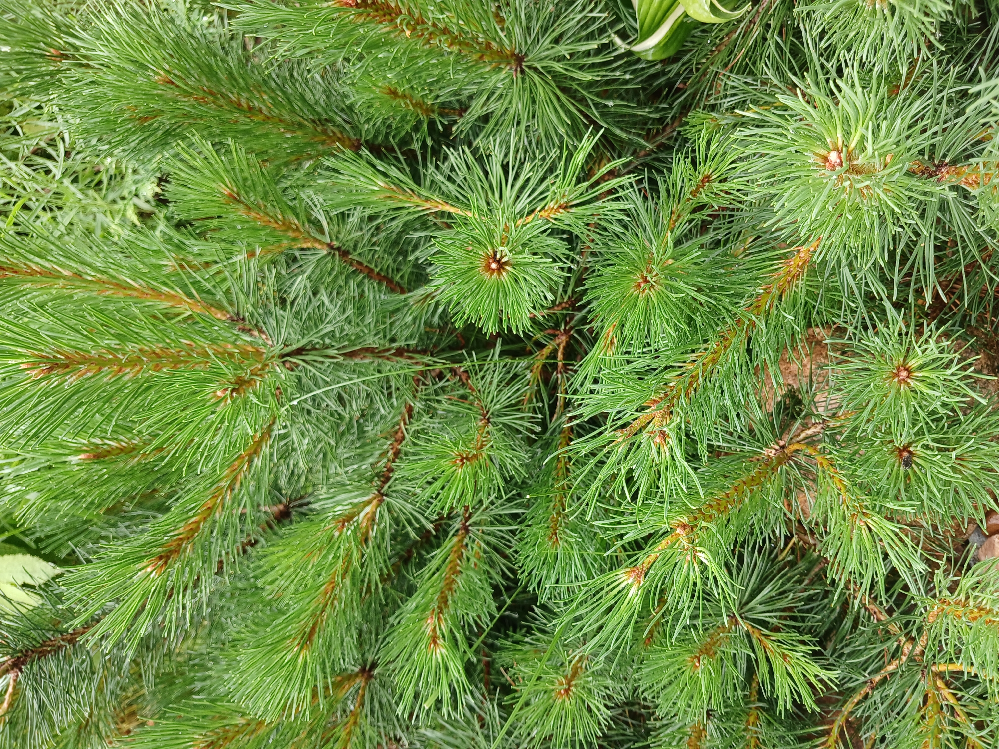 The image is a close-up, overhead shot of lush green pine branches, densely packed with needles. The needles are a vibrant green, with some appearing slightly lighter or having subtle variations in shade. The branches themselves are a reddish-brown and appear to be covered in a fine fuzz. In some areas, the tips of the needles glisten as if covered in water droplets, suggesting recent rain or dew. The background is blurred but appears to be a mix of green foliage and possibly some brown earth or pine needles on the ground. There is a hint of lighter green foliage in the top right corner, possibly another plant intertwined with the pine. The overall impression is one of natural abundance and the fresh, verdant texture of evergreen foliage. The image is well-lit, with no harsh shadows, suggesting it was taken during daylight hours. No people, text, or specific events are depicted; the focus is entirely on the natural detail of the pine branches. The location context of Aksin'ino, Russia, implies a temperate or boreal environment where pine trees are common.
