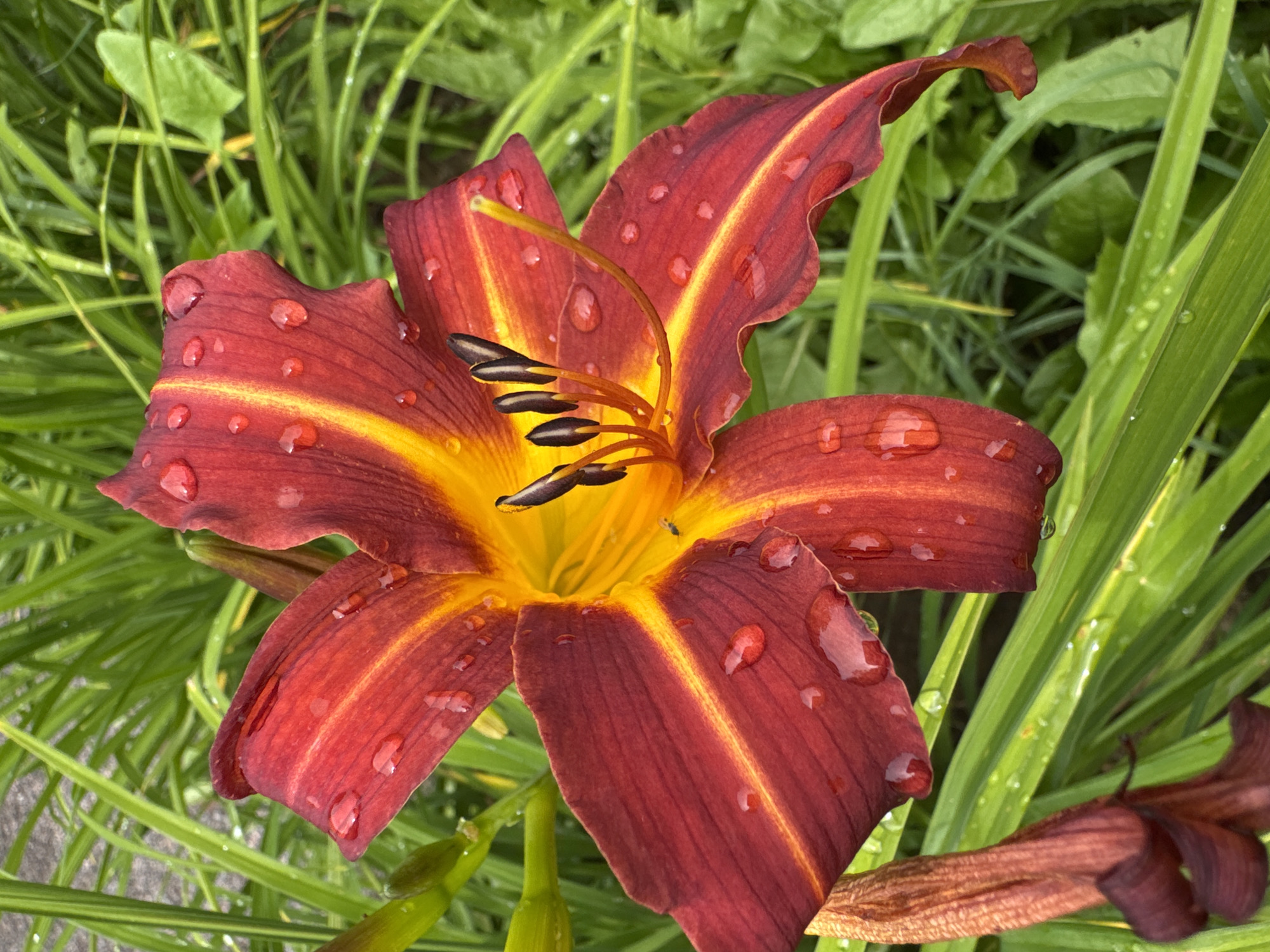 A close-up, eye-level shot captures a vibrant, deep red daylily with a striking yellow throat. The flower's petals are adorned with numerous glistening water droplets, suggesting it may have recently rained. The center of the bloom reveals black stamens and a delicate pistil. The background is filled with lush, green foliage and other daylily buds, some of which are a reddish-brown and appear to be dried or developing. The image is focused on the detail of the flower, with the surrounding greenery providing a natural, slightly blurred backdrop. The location is Steklyannyi, Russia.