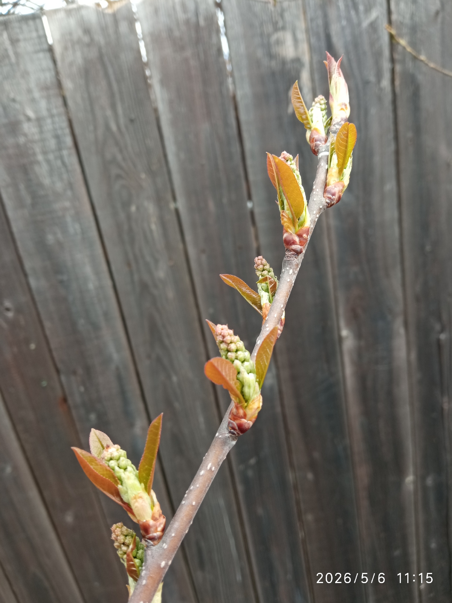 The image shows a twig with emerging leaves and flower buds, possibly from a fruit tree, in front of a wooden fence. The leaves are a mix of green and reddish-brown. The flower buds are clustered and green. The twig itself is light brown and dotted with white spots. The background is a dark gray weathered wooden fence with vertical planks. The image includes a timestamp indicating it was taken on 2026/5/6 at 11:15. The image was taken in Сорокино (дачный Поселок) (манский), Russia.