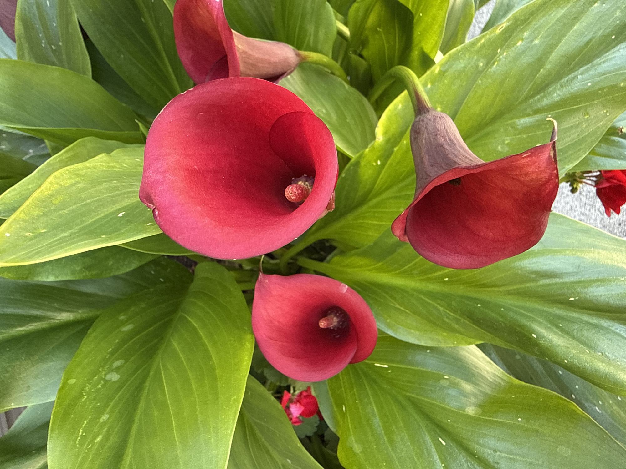 A close-up, overhead shot displays a cluster of vibrant red calla lilies nestled amongst large, glossy green leaves. The calla lilies, with their distinctive trumpet-shaped spathes and prominent spadices, vary in their unfurling, with some more open and revealing their inner stamen than others. The leaves exhibit a healthy, waxy sheen, and some are dotted with small, light-colored spots, possibly water droplets or a natural leaf characteristic. In the background, a hint of another smaller red flower is visible, adding a subtle splash of contrasting color. The overall impression is one of lush, botanical beauty.