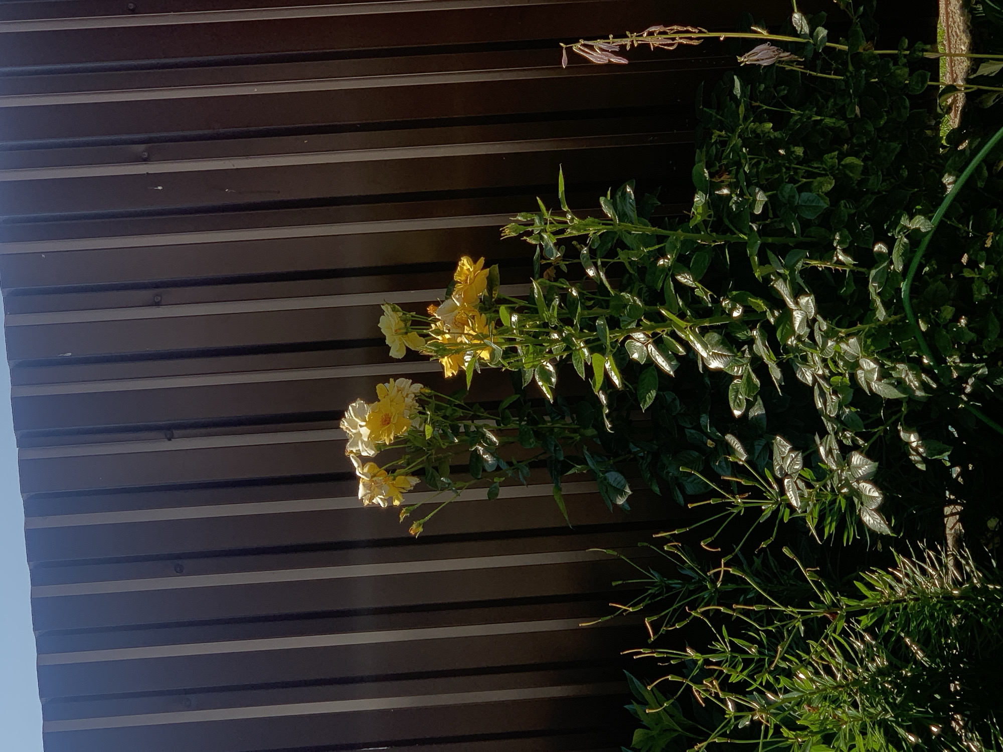 The image depicts a sunny outdoor scene with a brown metal fence in the background. In the foreground, there are several green plants, including a rose bush with yellow and white flowers. To the left of the rose bush, there are tall, slender plants with many buds. To the right, a withered stalk with dried flowers is visible. The scene is lit by sunlight, casting shadows on the fence and highlighting the plants. No people are present in the image.