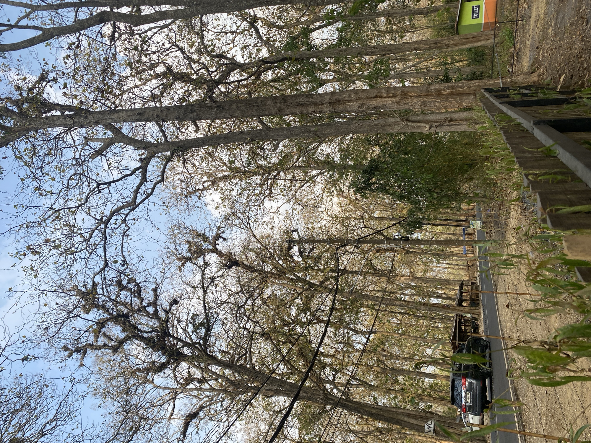 The image shows a forest road with tall trees on either side, their branches creating a canopy overhead. A black SUV is parked on the left side of the road, facing away from the viewer. In the distance, several small wooden structures are visible. A "WC" sign is mounted on a pole on the left side of the road, and a green and orange structure labeled "TOILET" is present on the right side. The ground is covered with dry leaves and dirt, and a wooden fence runs along the right side of the foreground. The sky is partly cloudy.