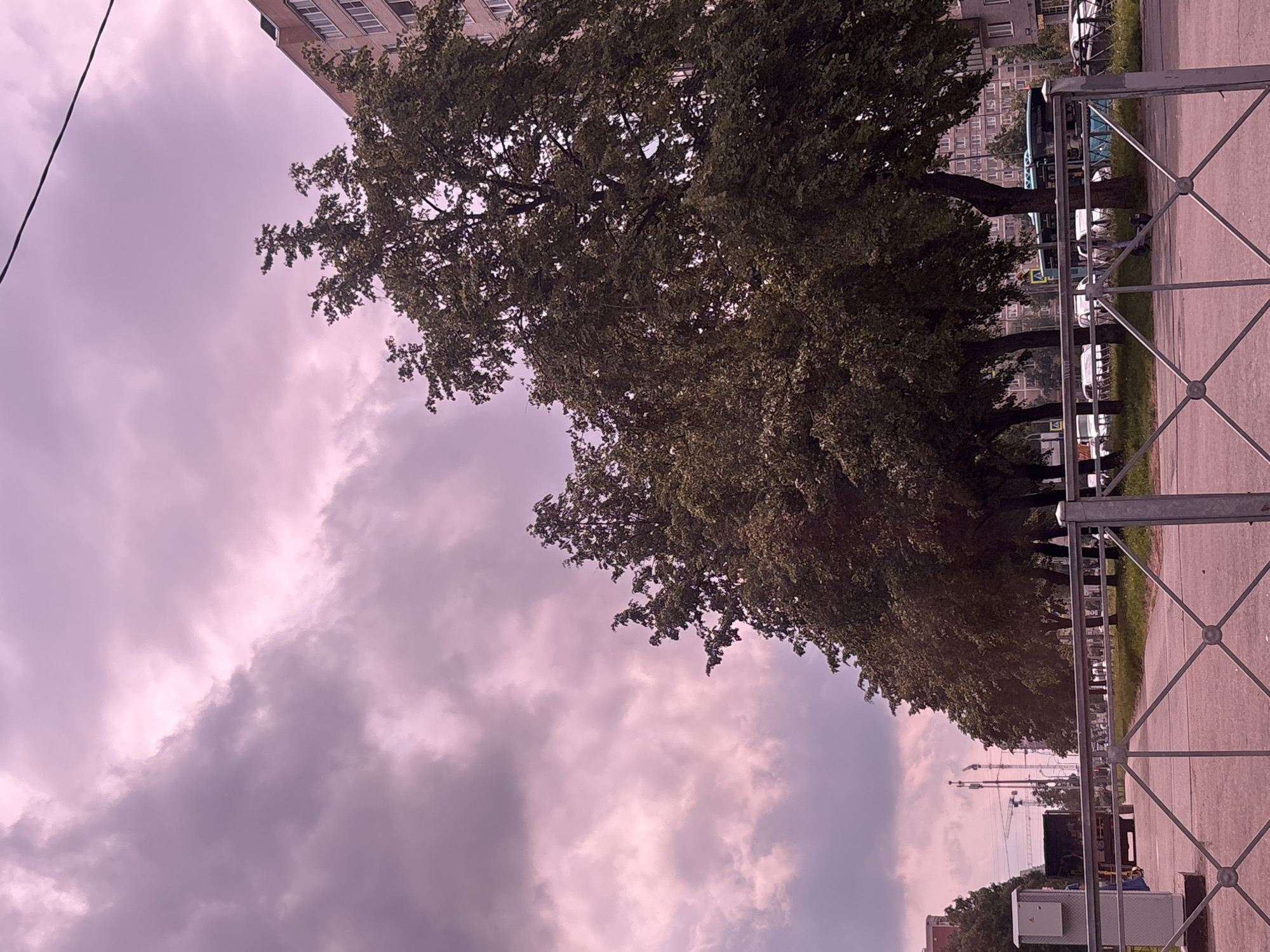 The image depicts a city street scene in Saint Petersburg, Russia, characterized by a pinkish hue, likely due to the time of day or lighting conditions. In the foreground, a silver metal fence with a diamond pattern runs horizontally across the frame. Behind the fence, a paved pathway or sidewalk is visible, bordered by a grassy area.
A line of lush green trees with dense foliage forms a significant part of the middle ground, creating a natural barrier. Beyond the trees, a multi-story residential building with a light-colored facade and numerous windows stands prominently on the right side of the image. In the distance, several other buildings, including what appears to be a construction crane, suggest an urban environment under development or renovation.
On the pathway, a large, dark-colored truck is parked, and a turquoise bus is partially visible further down the street. Various other vehicles, including cars, are also present, suggesting regular traffic. The sky above is filled with dramatic, textured clouds, tinted with the same pinkish tone as the rest of the scene, adding to the overall atmospheric quality. A power line stretches across the upper portion of the image, connecting to an unseen pole. The scene appears to be an outdoor urban setting, possibly a residential area or a street adjacent to a park.