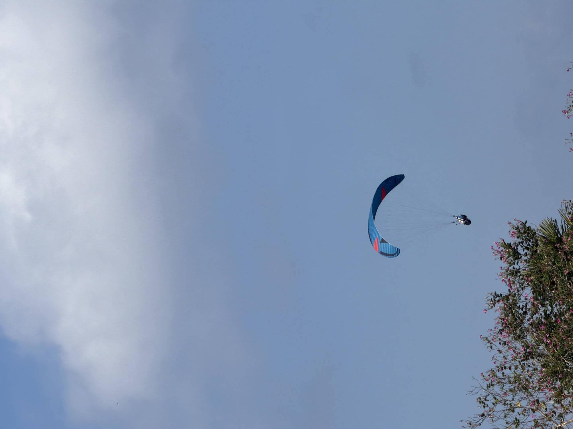 A paraglider, with a blue and red canopy, is suspended in the sky above a lush green tree with pink blossoms. The paraglider is in mid-flight, with a single person harnessed underneath. The sky is a clear blue, with some scattered clouds in the upper portion of the frame. The scene appears to be a serene and peaceful moment captured in Kuta Selatan, Indonesia.