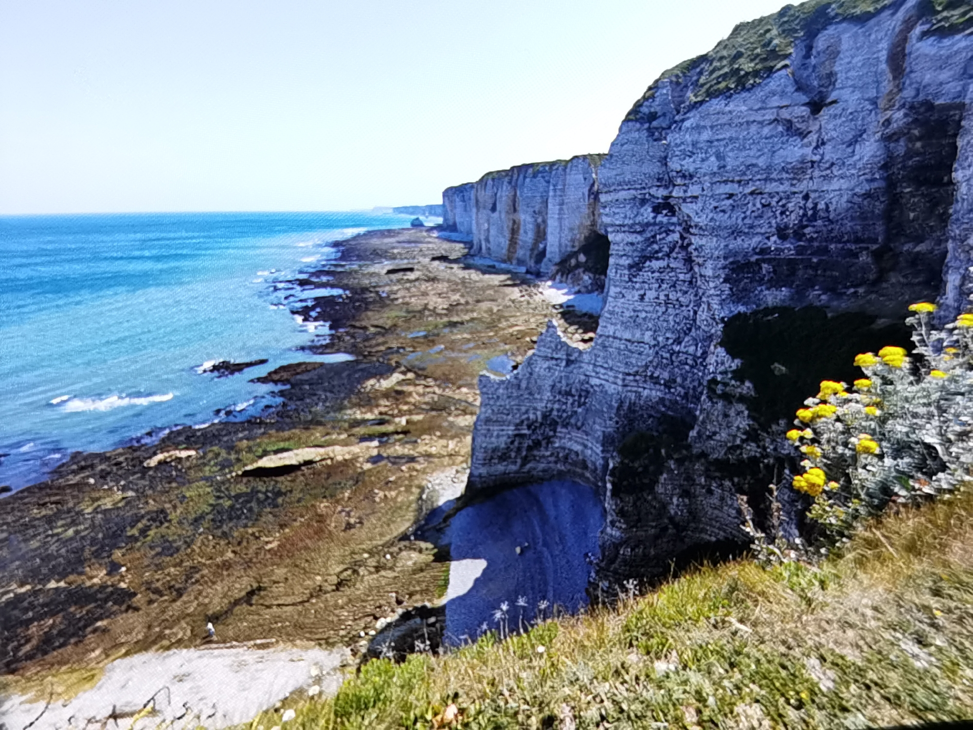 An eye-level, wide-angle shot captures a scenic view of the Alabaster Coast in Étretat, France, under a clear sky. The vast, blue ocean stretches out to the horizon on the left, meeting a rocky, intertidal zone. The coastline is characterized by imposing white cliffs that extend into the distance, their layered surfaces hinting at geological history. In the foreground, the cliff face is a dominant feature, showing detailed textures and striations. Tufts of green grass and sparse yellow wildflowers dot the cliff's edge, adding a touch of color to the rugged landscape. A small figure of a person can be seen on the shore, providing a sense of scale against the grandeur of the cliffs and sea. The overall impression is one of natural beauty and geological power.