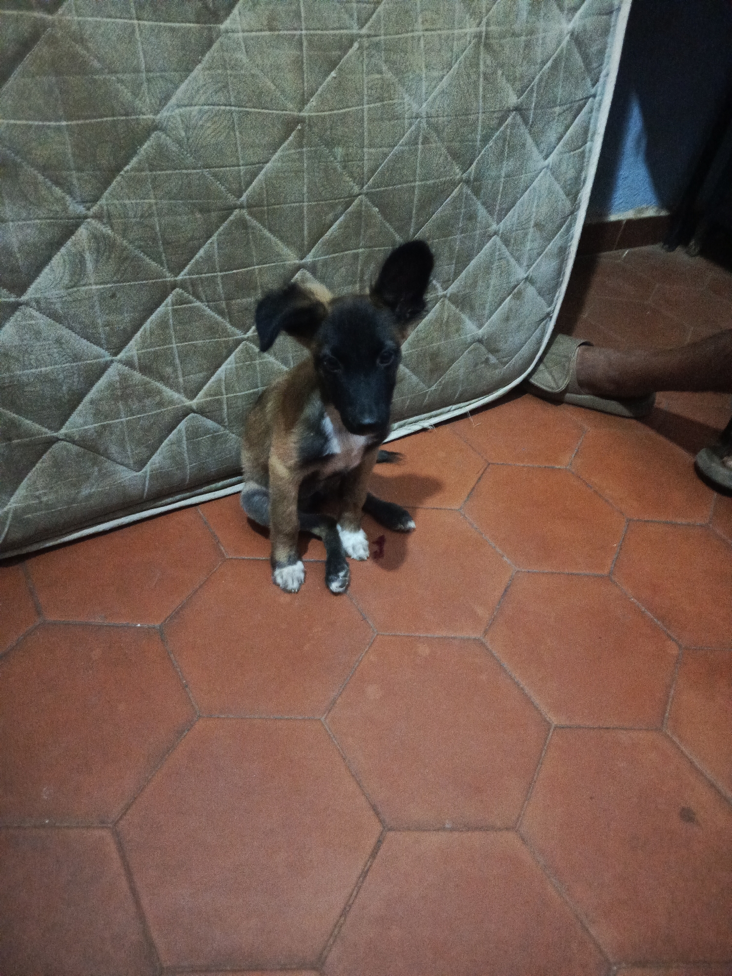 A tan and black puppy with large ears sits on a red hexagonal tile floor in a room with a gray quilted mattress propped against the wall. The puppy has white paws. A leg and foot wearing a sandal are visible in the background on the right side of the frame. The image was taken indoors. This information is given because Juan Griego, Venezuela is mentioned in the prompt.